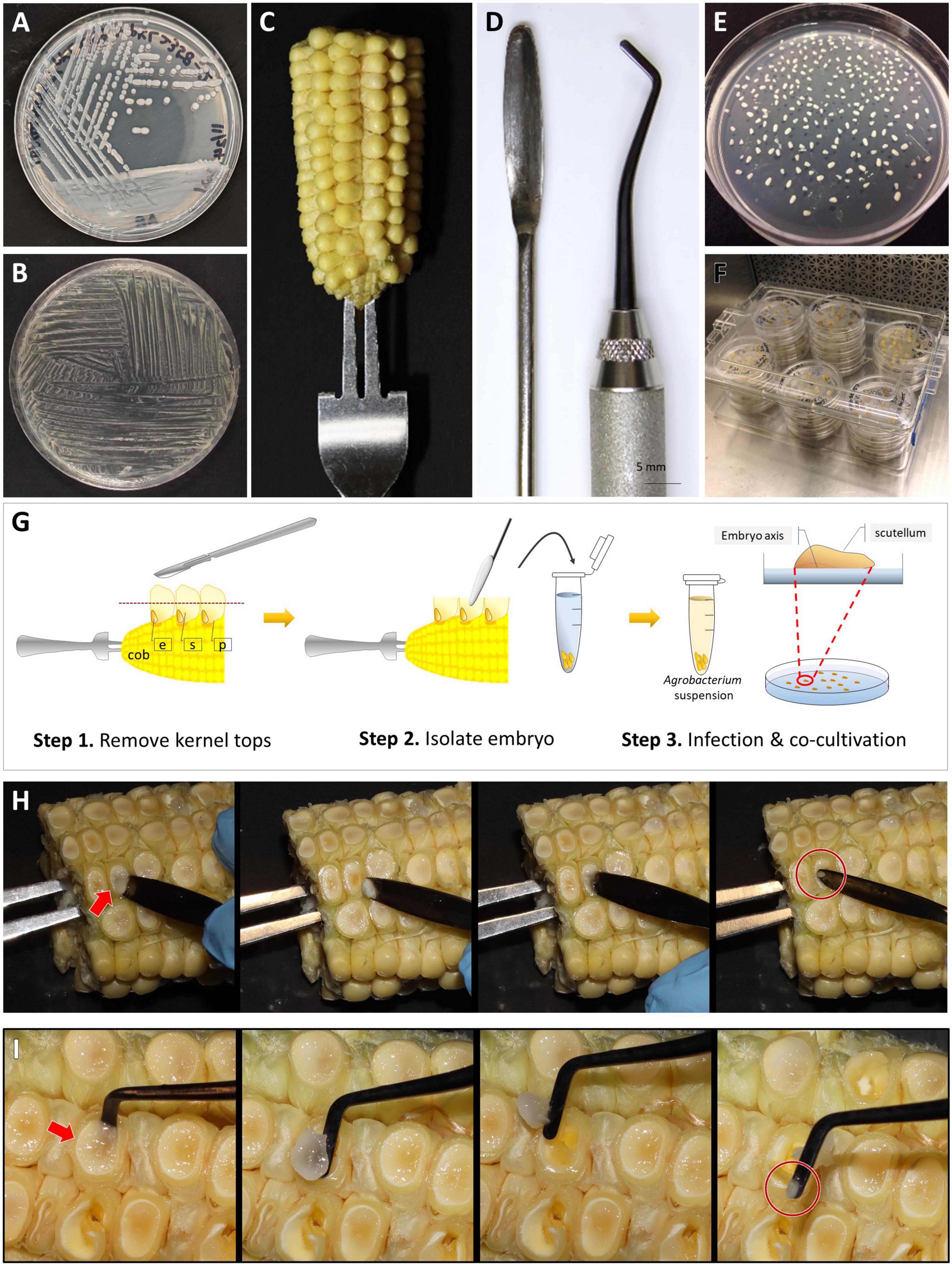 Frontiers | An Improved Agrobacterium-Mediated Transformation And ...