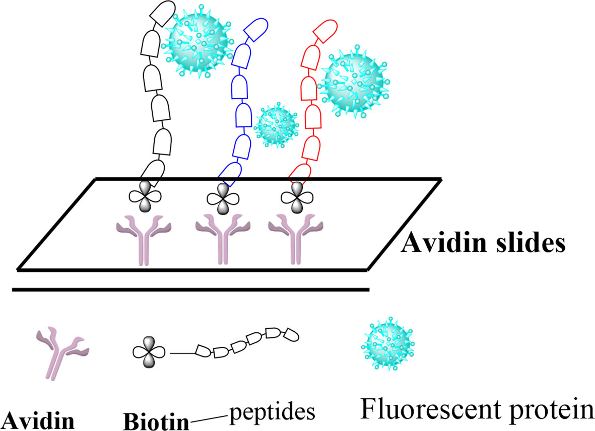 Frontiers | FGFR2–BRD4 Axis Regulates Transcriptional Networks of