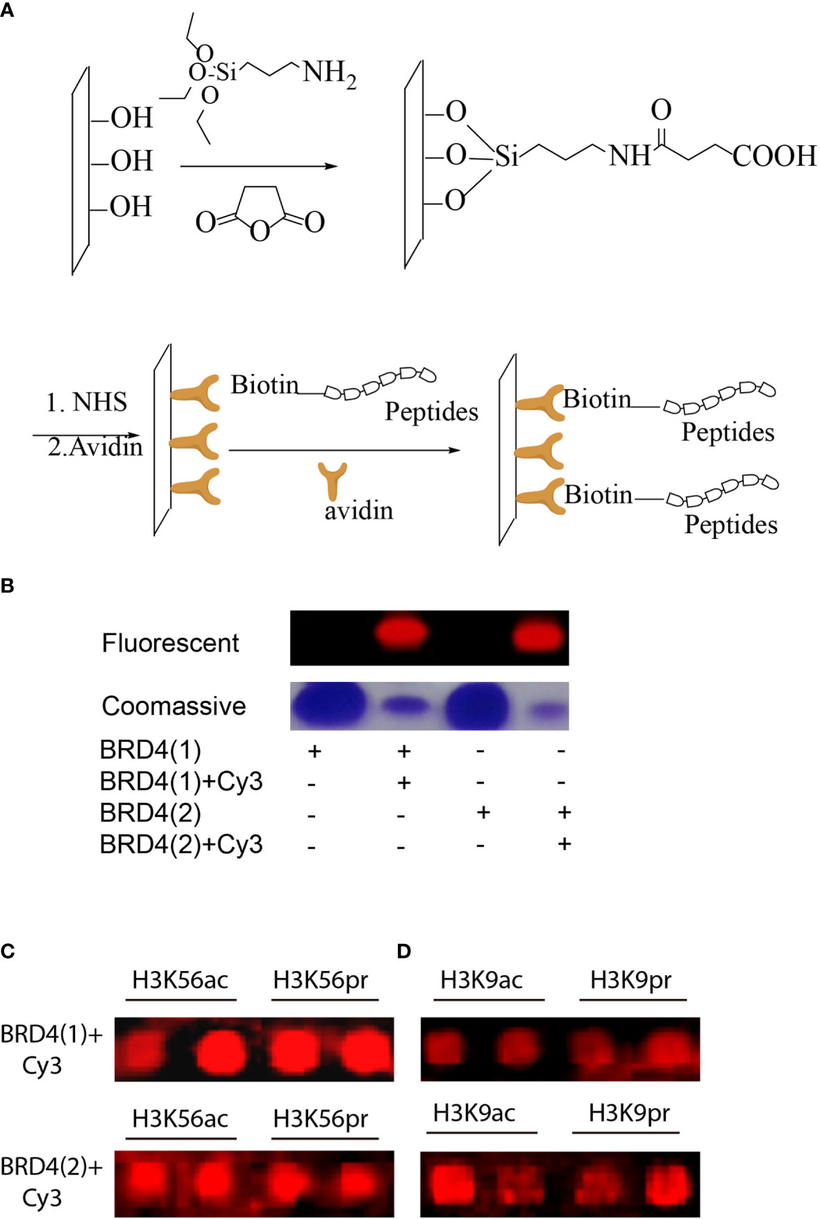 Frontiers | FGFR2–BRD4 Axis Regulates Transcriptional Networks of