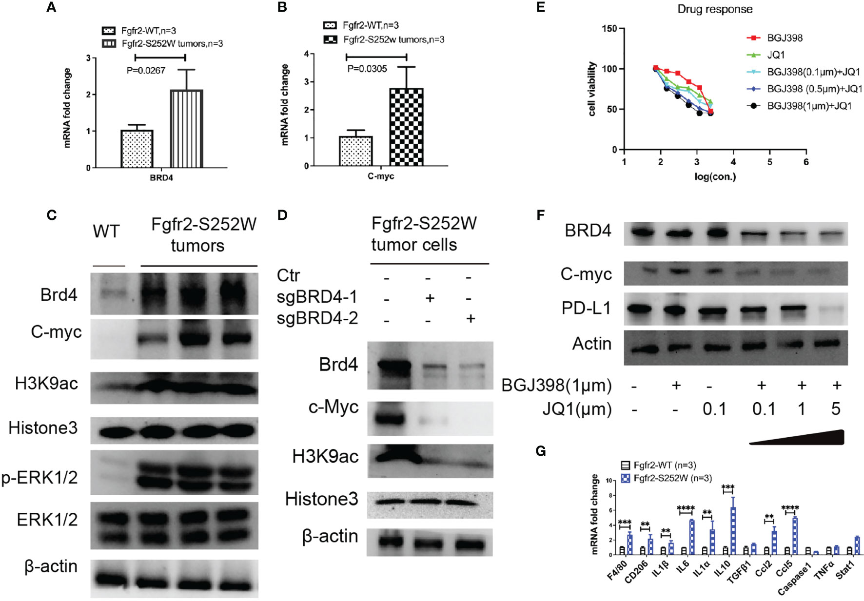 Frontiers | FGFR2–BRD4 Axis Regulates Transcriptional Networks of