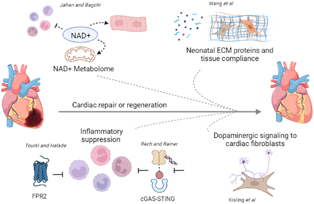 Frontiers | Editorial: Role Of Molecular Modulators In Combatting ...