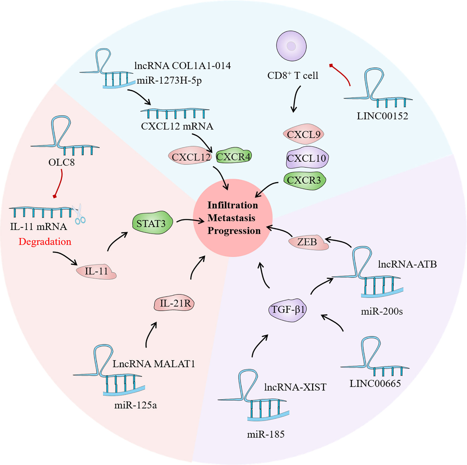 Frontiers Long Noncoding Rna Shining Stars In The Immune Microenvironment Of Gastric Cancer