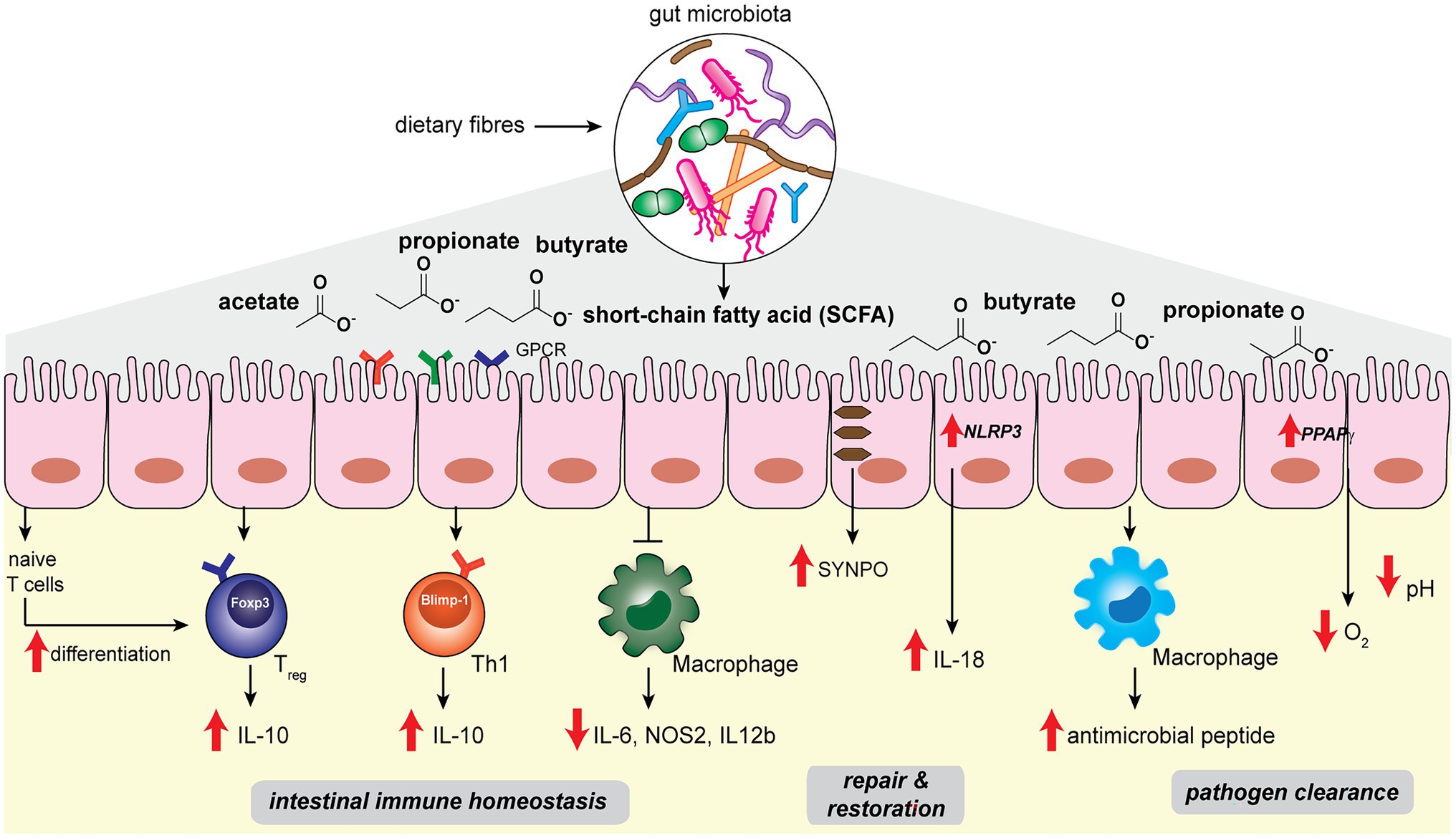 Frontiers Messengers From The Gut Gut Microbiota Derived Metabolites