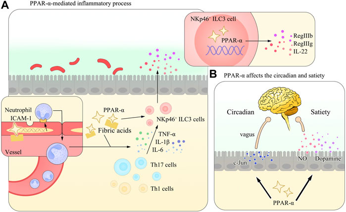 Frontiers | Peroxisome Proliferator–Activated Receptor-α: A Pivotal ...