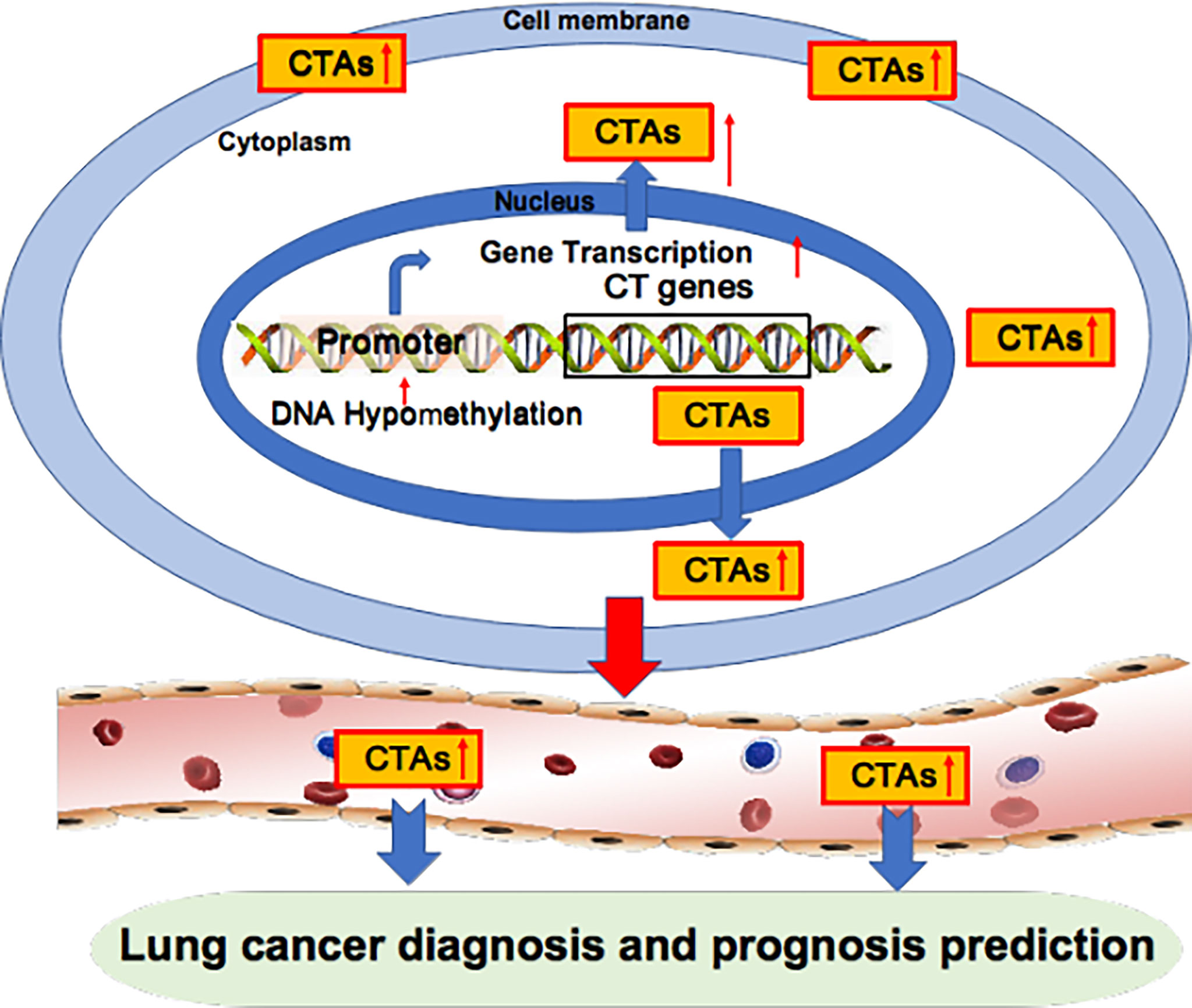 The CLIP1–LTK fusion is an oncogenic driver in non‐small‐cell lung cancer