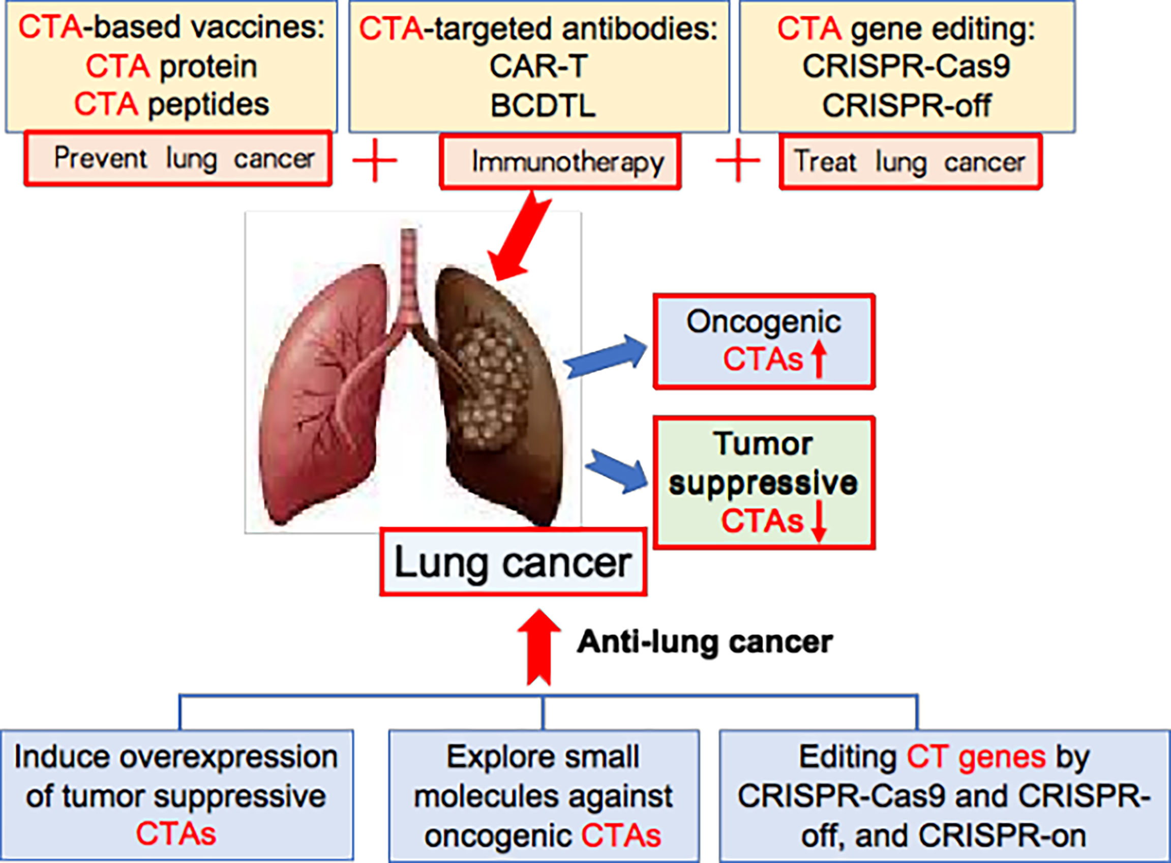 The CLIP1–LTK fusion is an oncogenic driver in non‐small‐cell lung