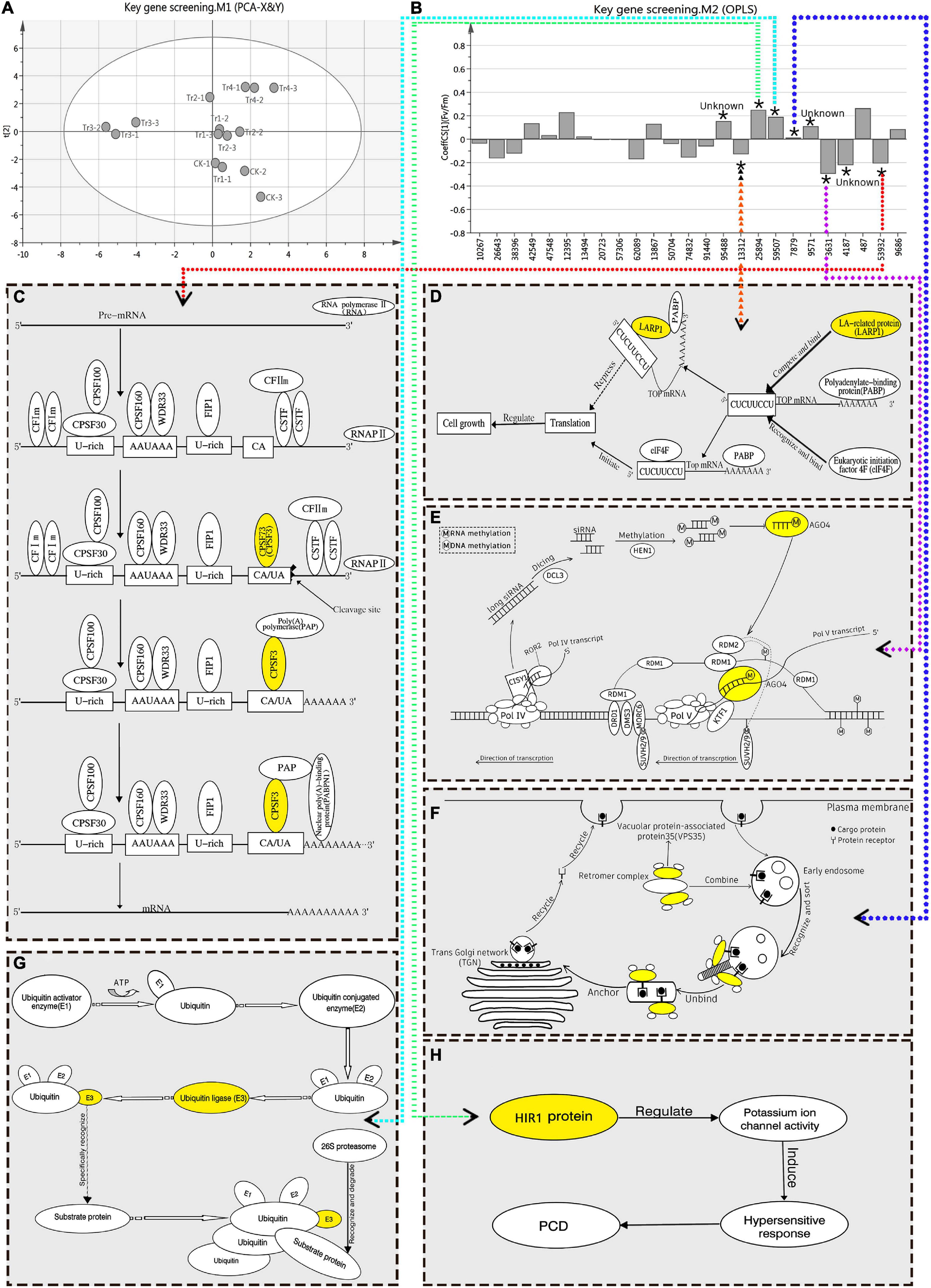Frontiers | Integrated Analyses of Transcriptome and Chlorophyll 
