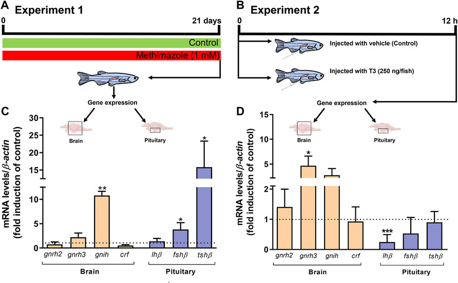 Histomorphometrical evaluation of zebrafish testes after in vivo