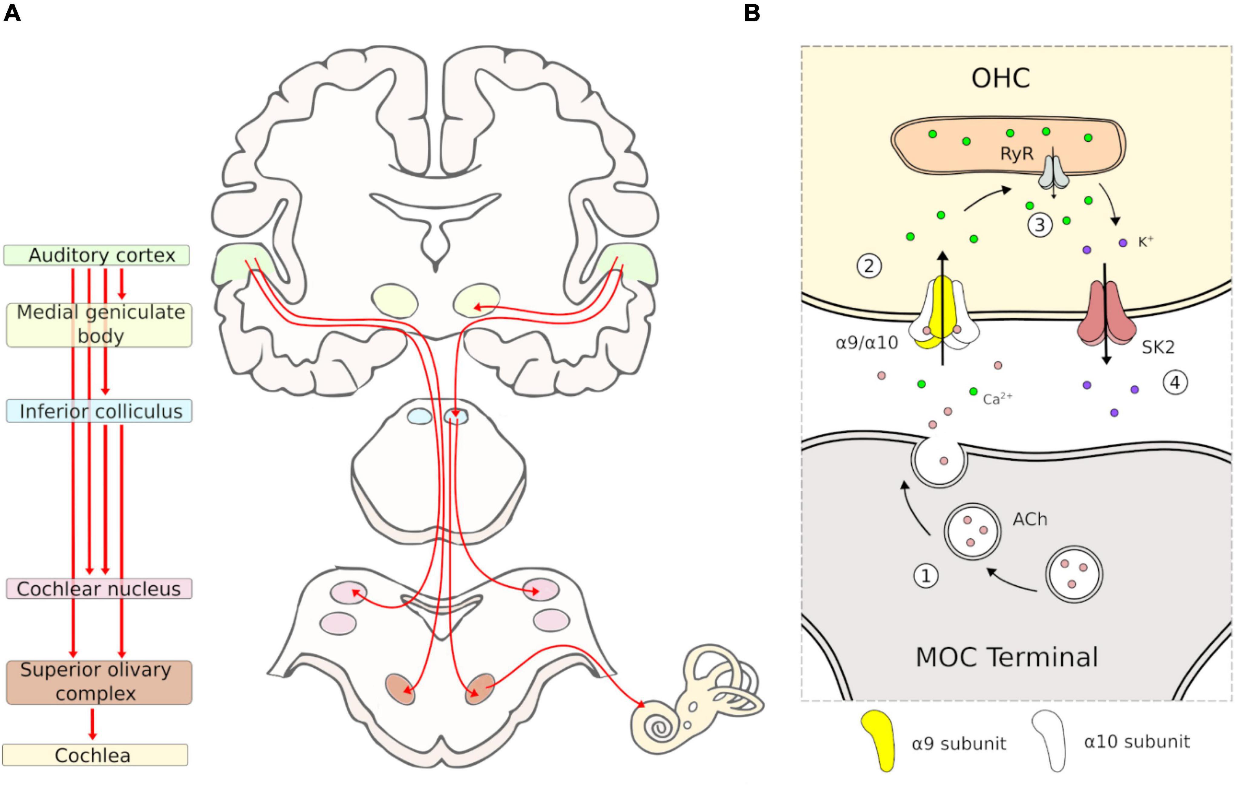 Frontiers | Corticofugal and Brainstem Functions Associated With Medial ...