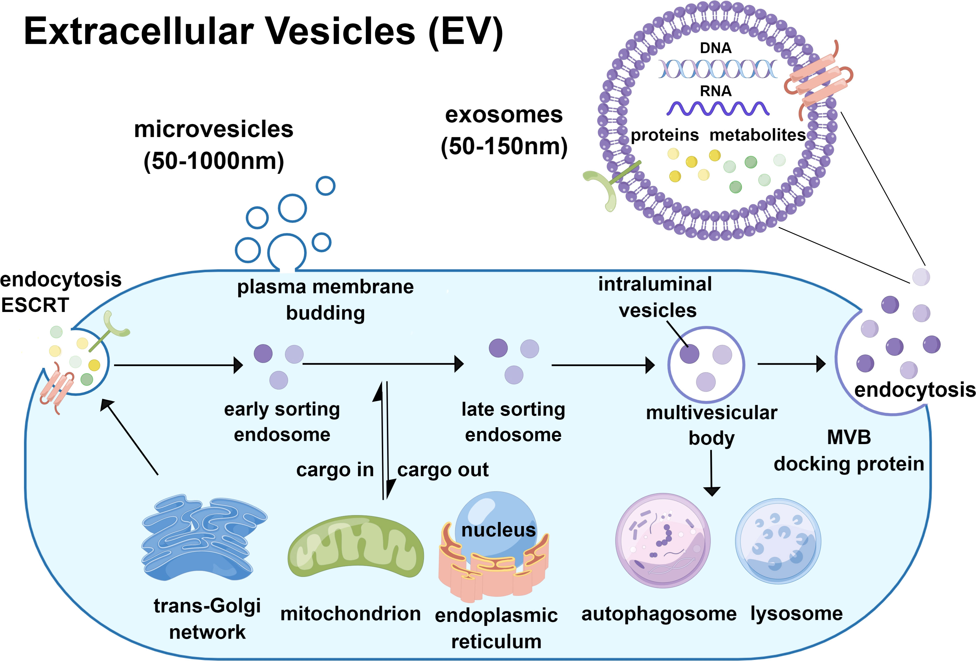 Quantitative Recoveries of Exosomes and Monoclonal Antibodies from