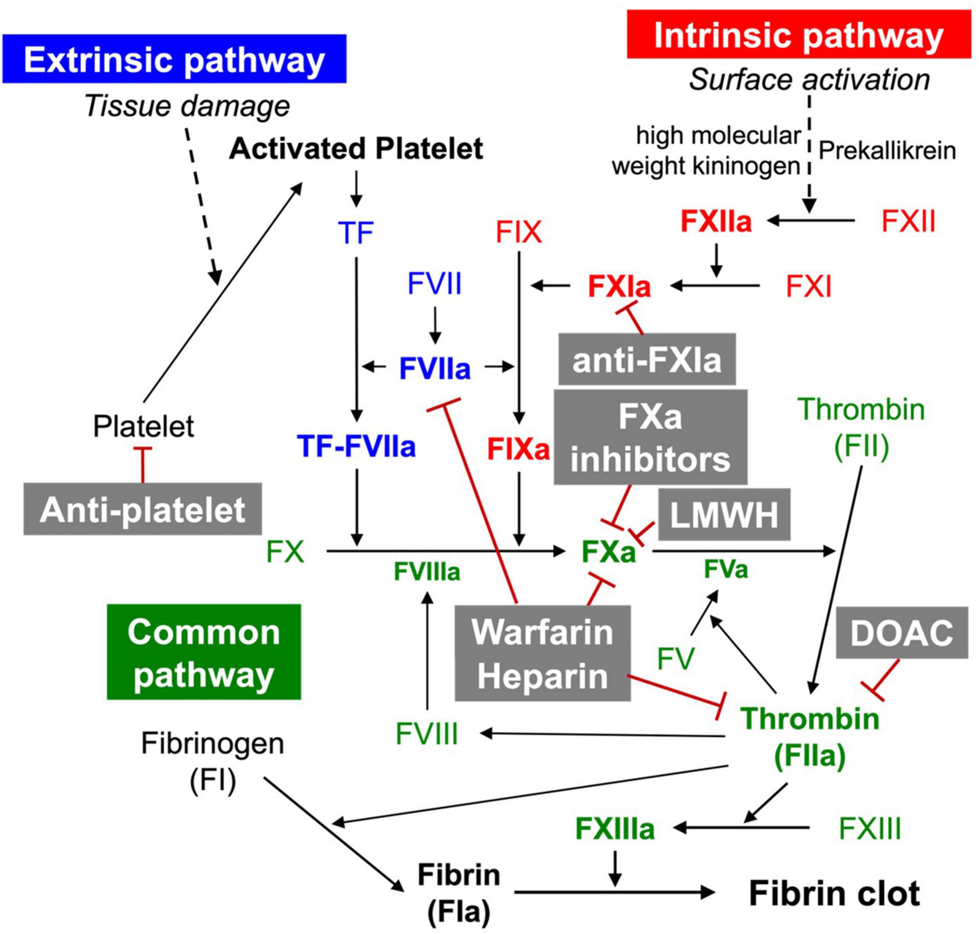 The Accelerating Effect of Calcium on the Fibrinogen-Fibrin Transformation