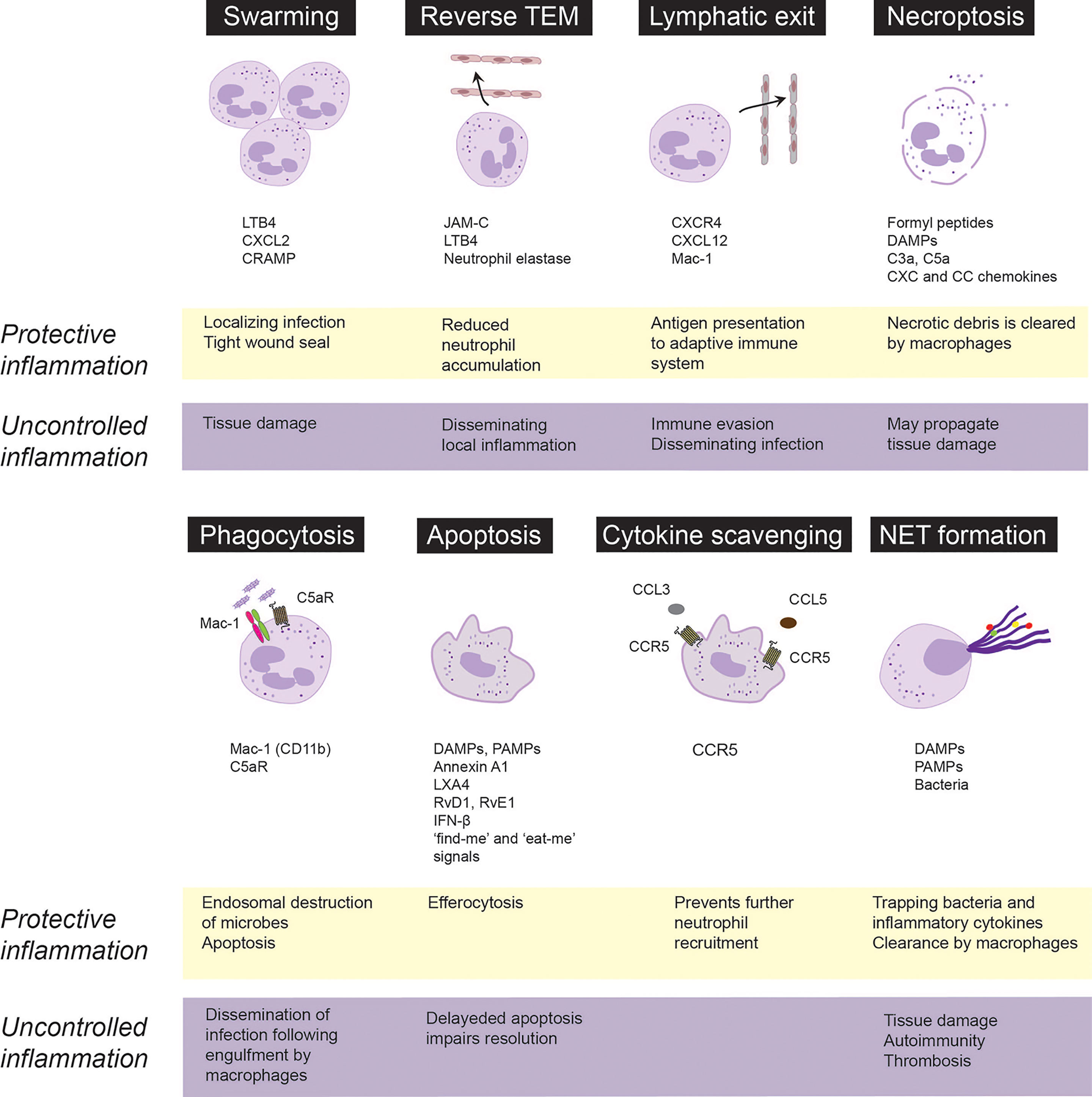 Frontiers Targeting Neutrophils For Promoting The Resolution Of 