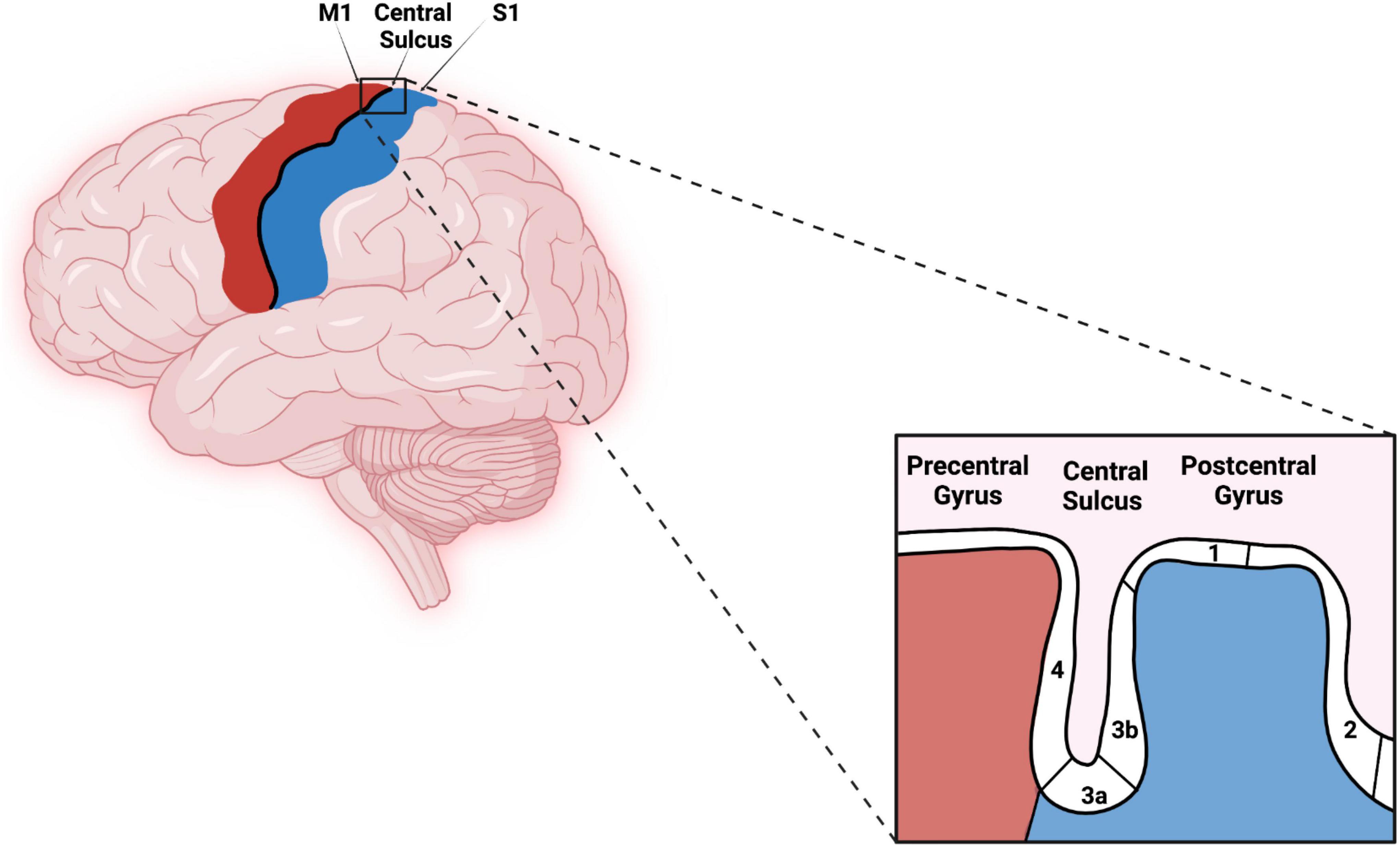 secondary somatosensory cortex