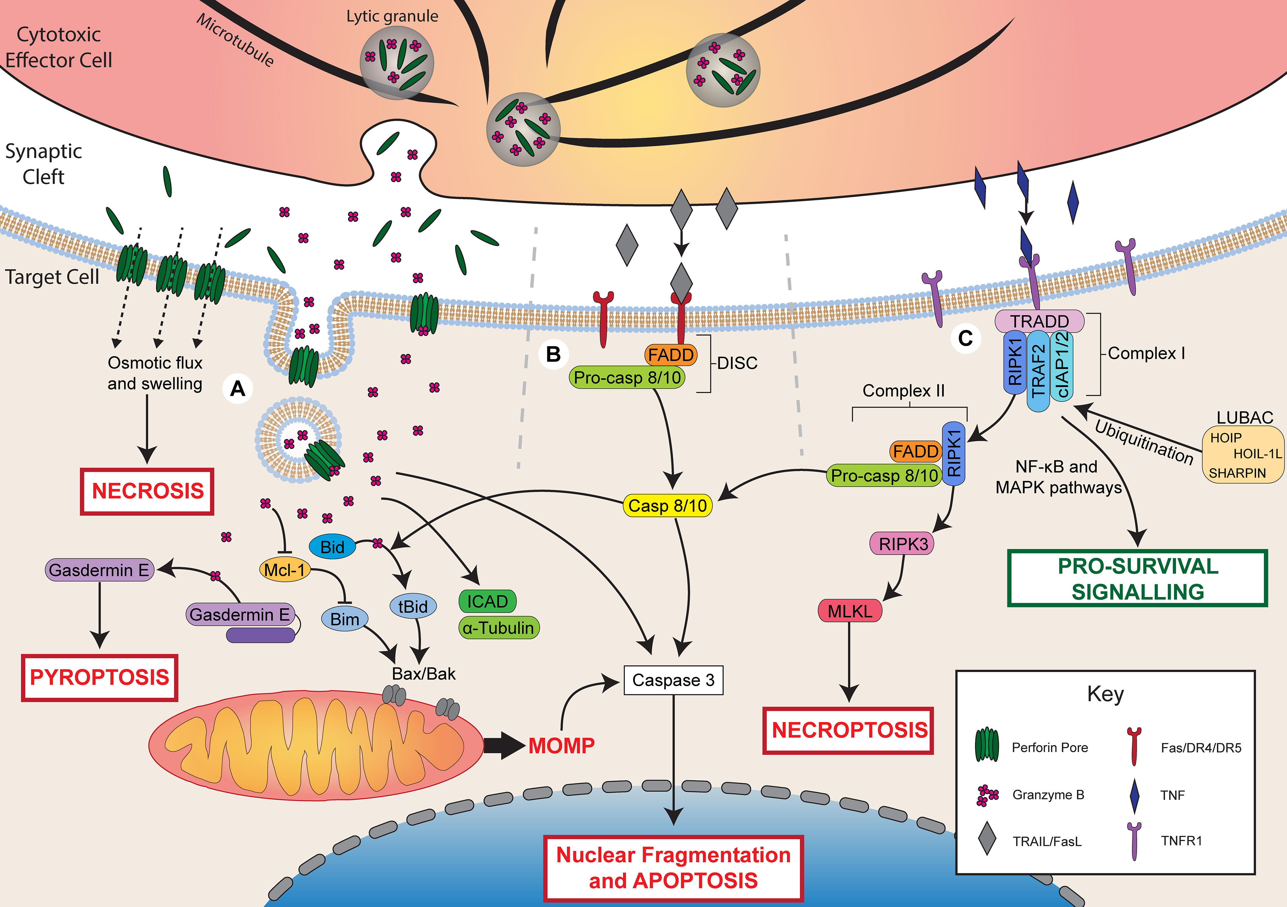 Frontiers Escaping Death How Cancer Cells And Infected Cells Resist 