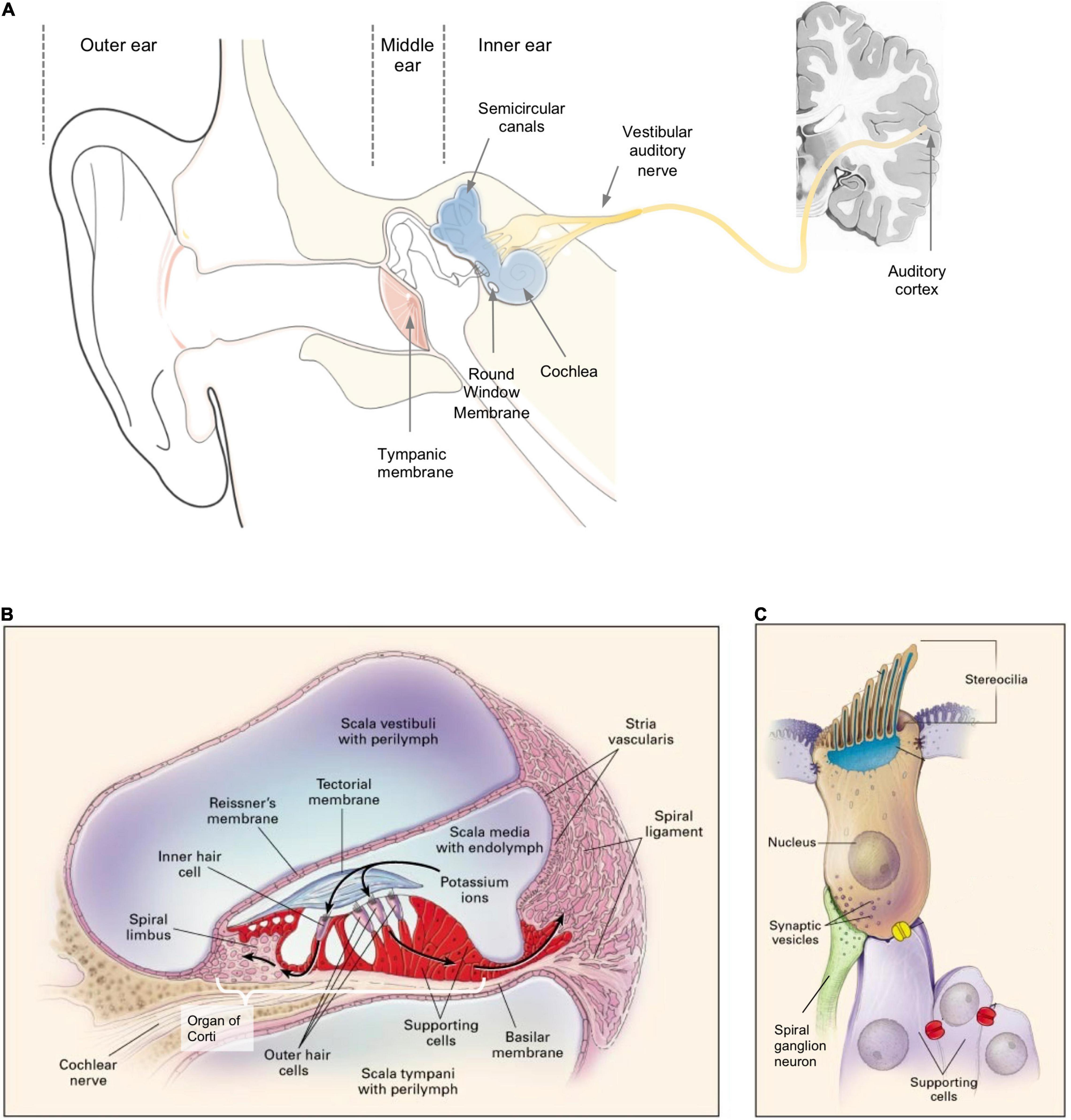 Vestibular and Auditory Transduction Hair Cells  Sensory Transduction   The Nervous System  Medical Physiology 3rd Edition