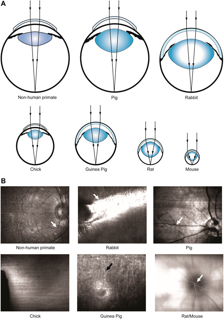 Optical Coherence Tomography: Imaging Mouse Retinal Ganglion Cells In Vivo