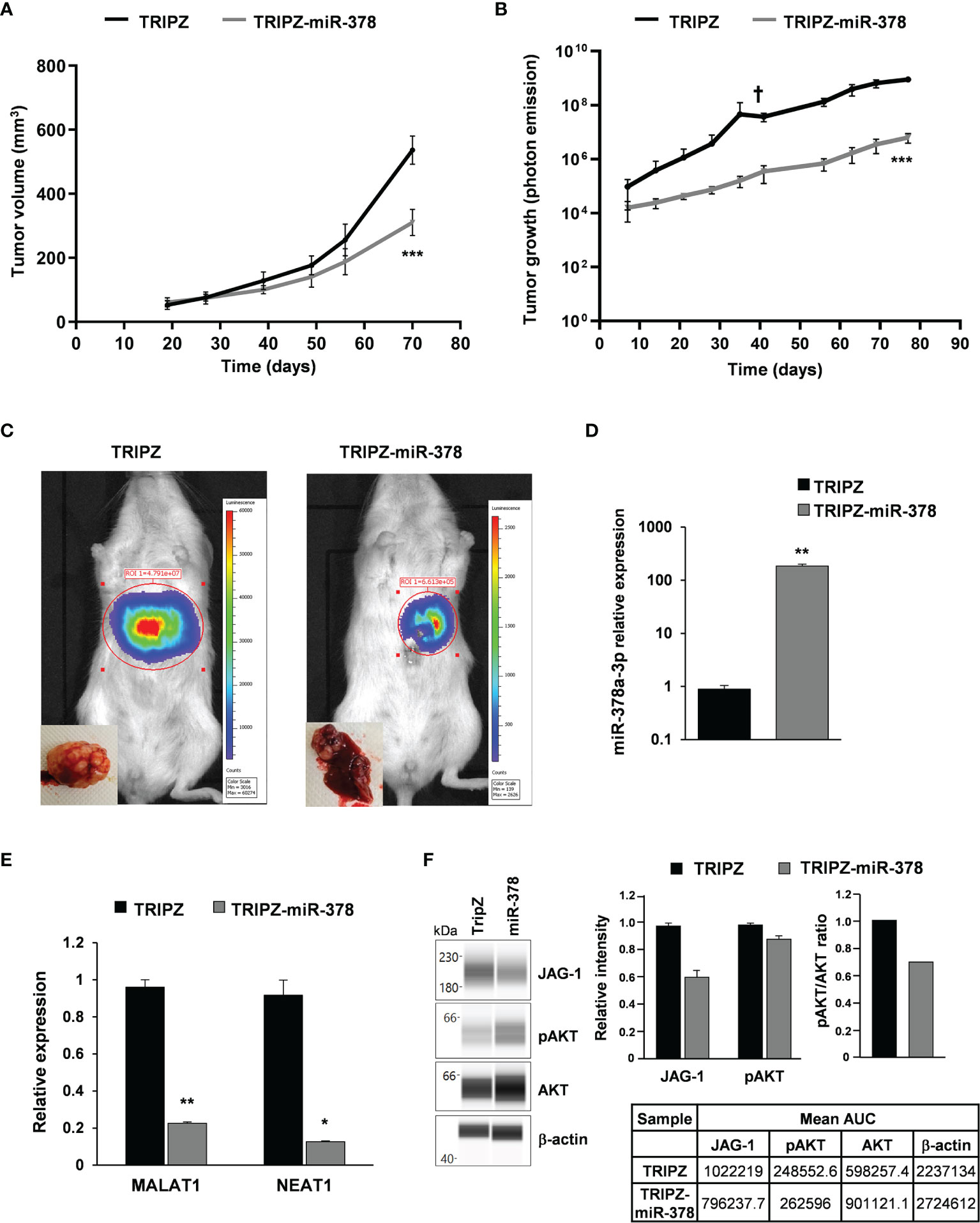 Frontiers | MiR-378a-3p Acts As A Tumor Suppressor In Colorectal Cancer ...