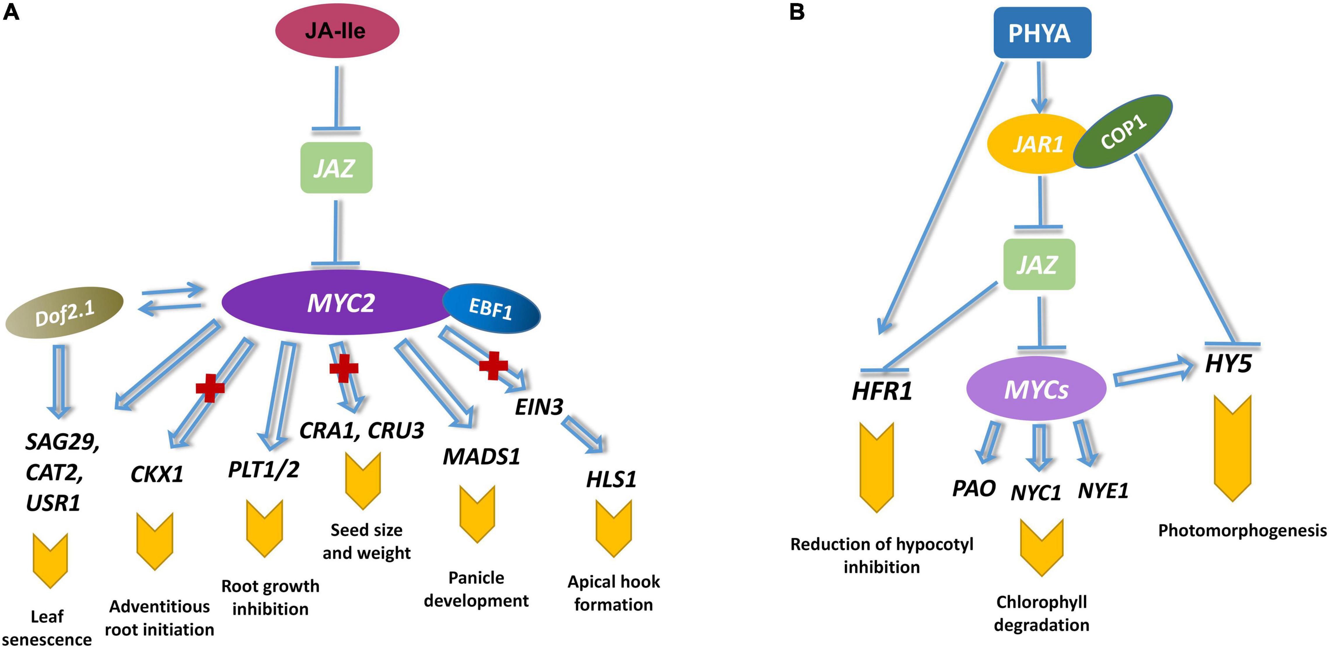 Frontiers | The Multifaceted Roles of MYC2 in Plants: Toward