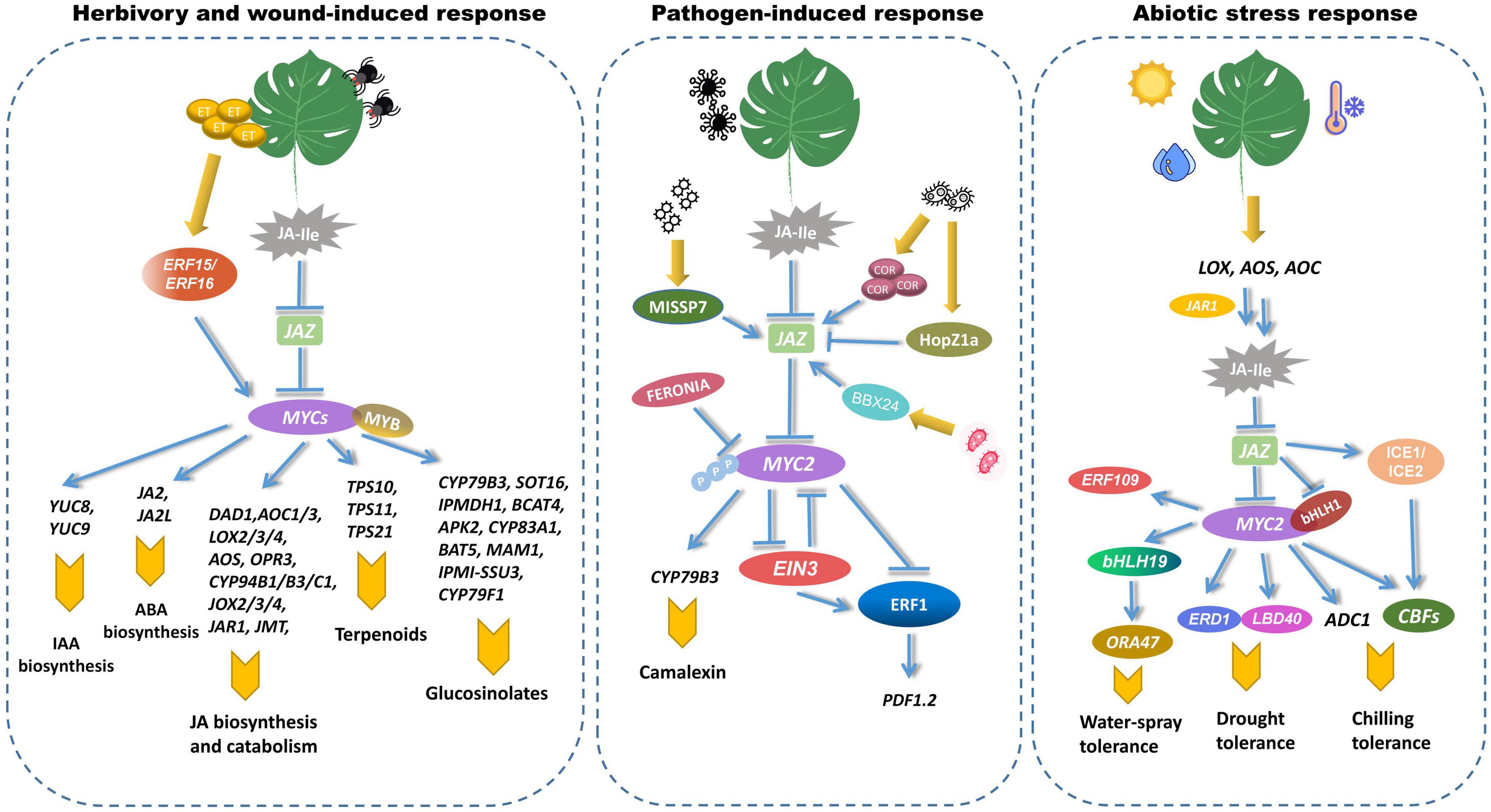 Frontiers | The Multifaceted Roles of MYC2 in Plants: Toward 
