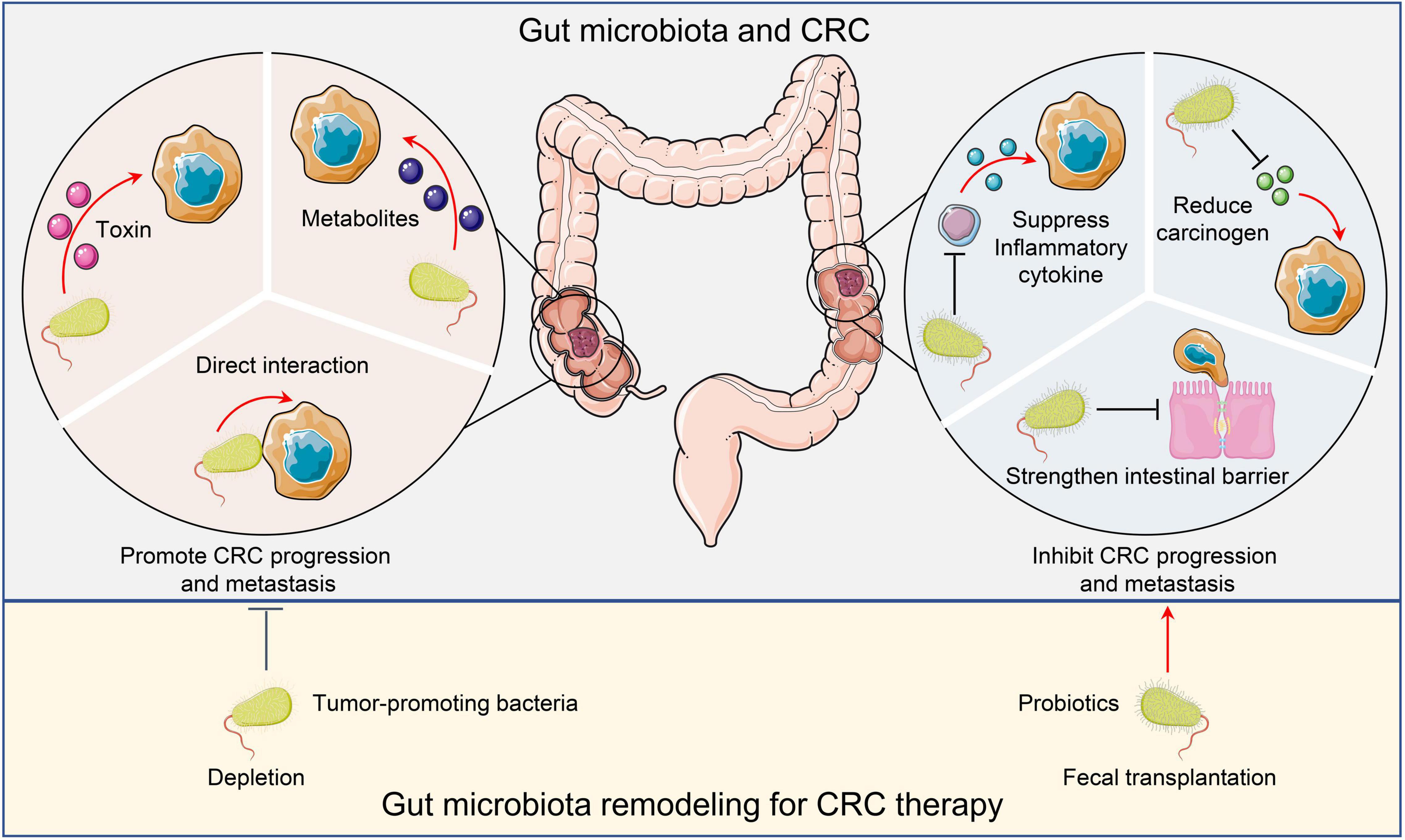 Frontiers Tumor Microenvironment Shapes Colorectal Cancer Progression Metastasis And