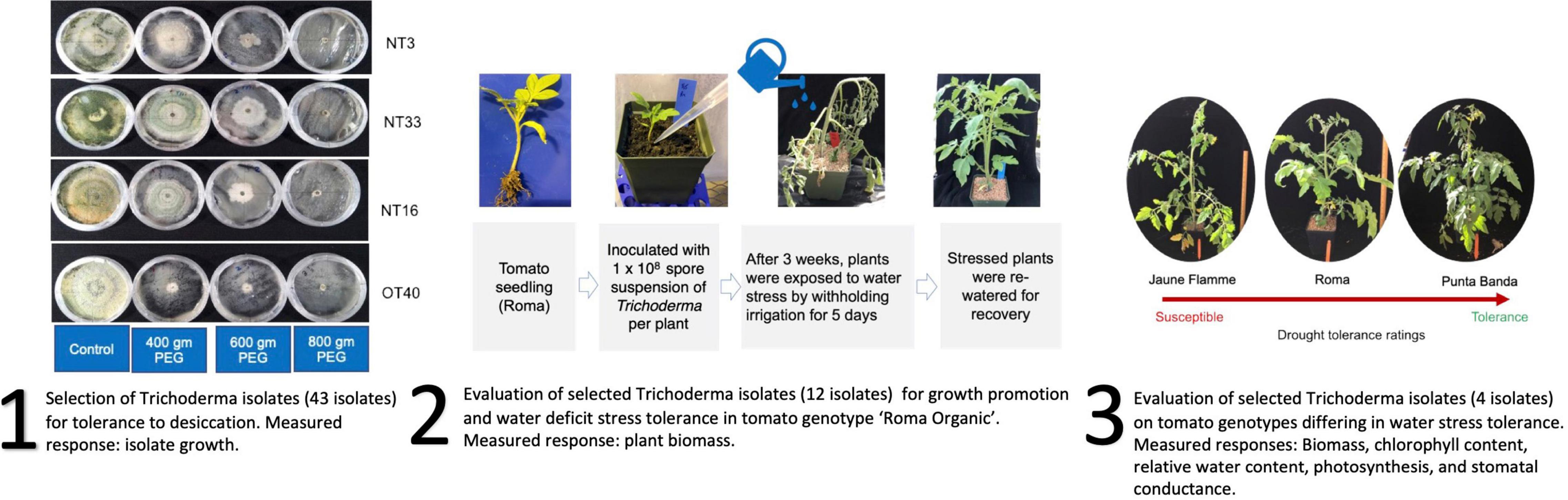 Frontiers Novel Trichoderma Isolates Alleviate Water Deficit Stress 