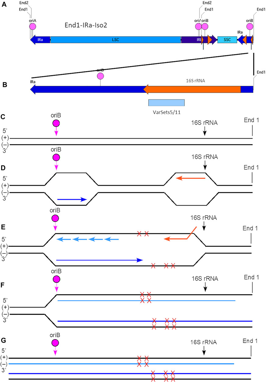 Frontiers | Analysis Of The Plastid Genome Sequence During Maize ...