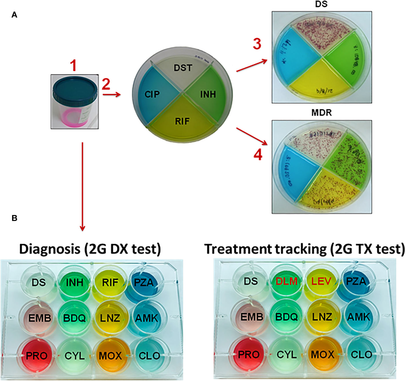 Frontiers Tuberculosis Phenotypic And Genotypic Drug Susceptibility 