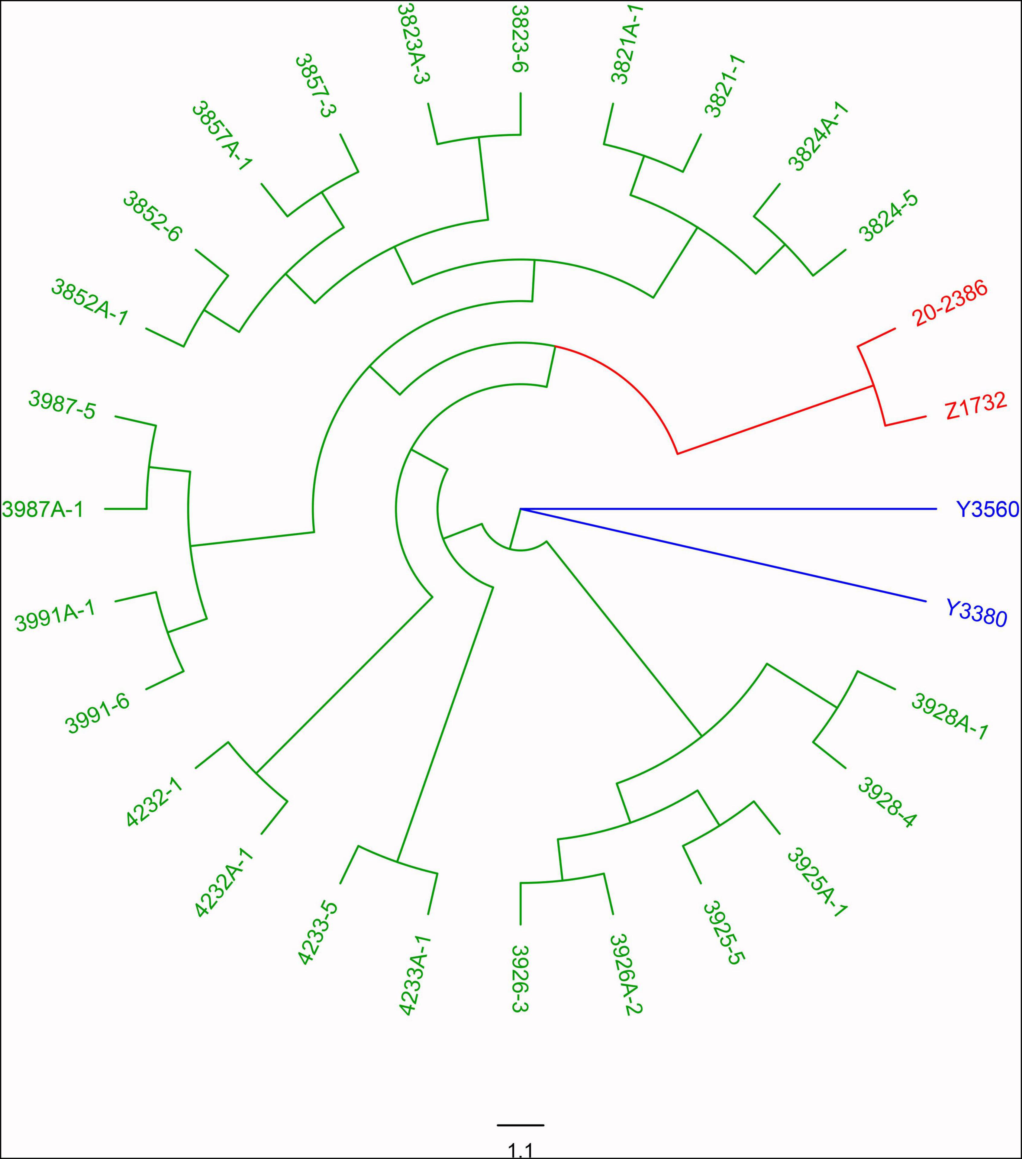 Frontiers Rapid And Synchronous Breeding Of Cytoplasmic Male Sterile   Fpls 13 871006 G005 