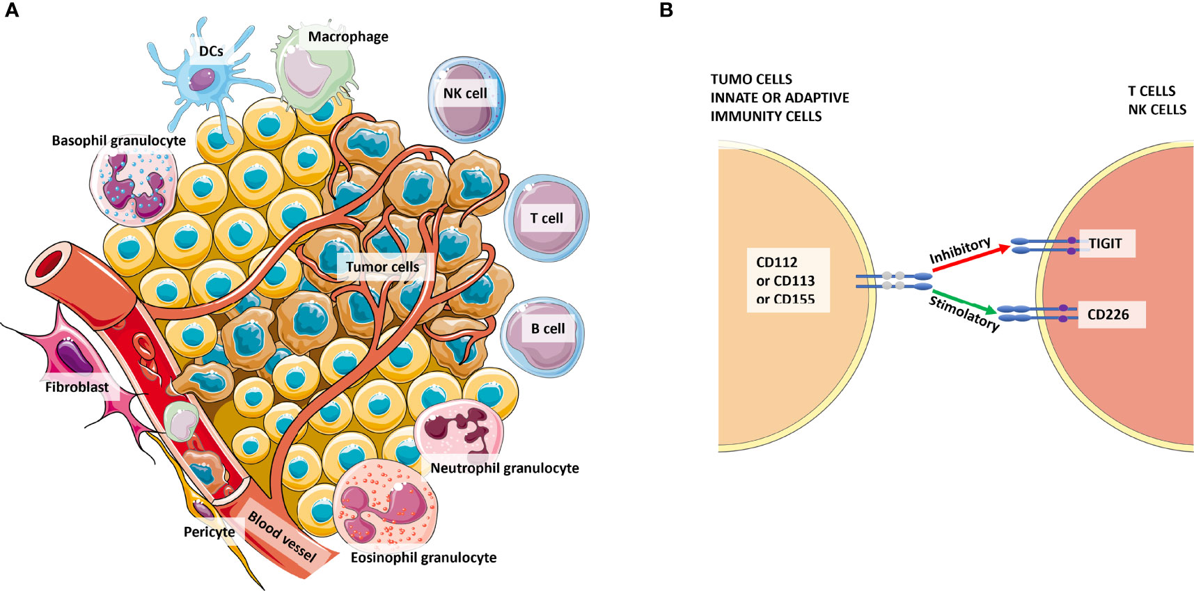Frontiers Update In Tigit Immune Checkpoint Role In Cancer