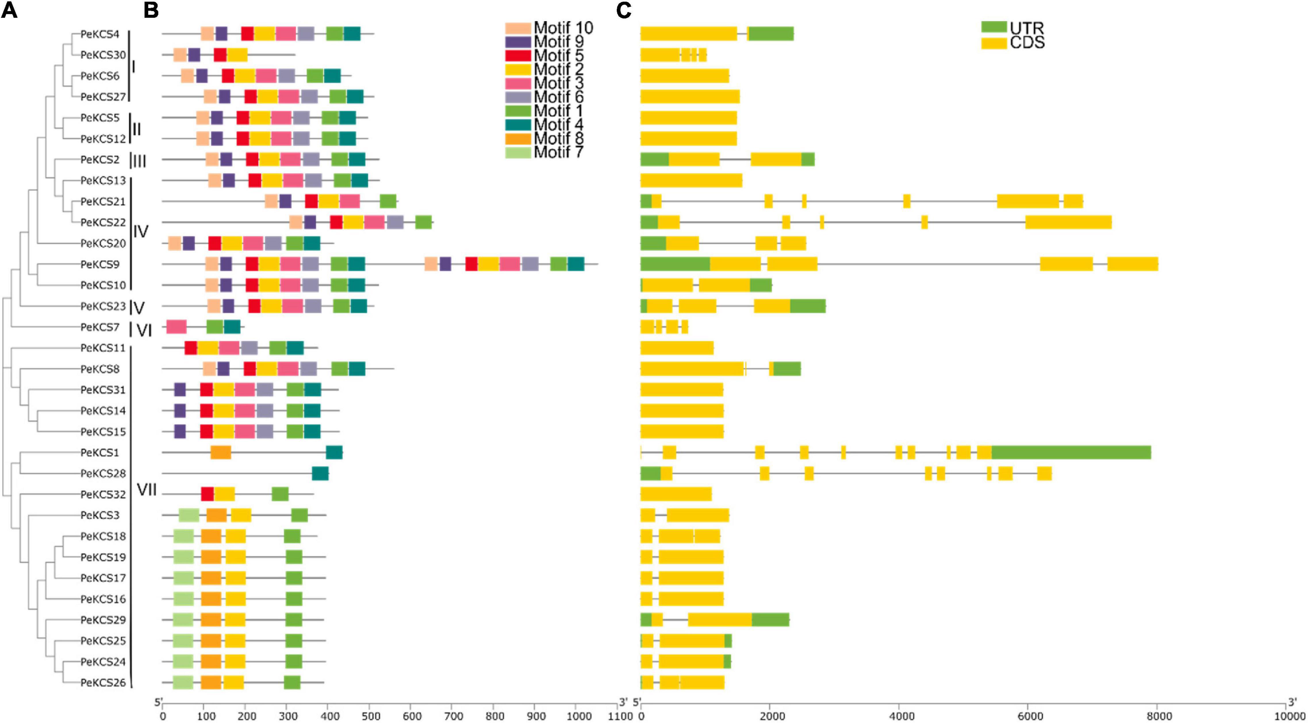 Frontiers | Genome-Wide Identification and Expression Profiling of