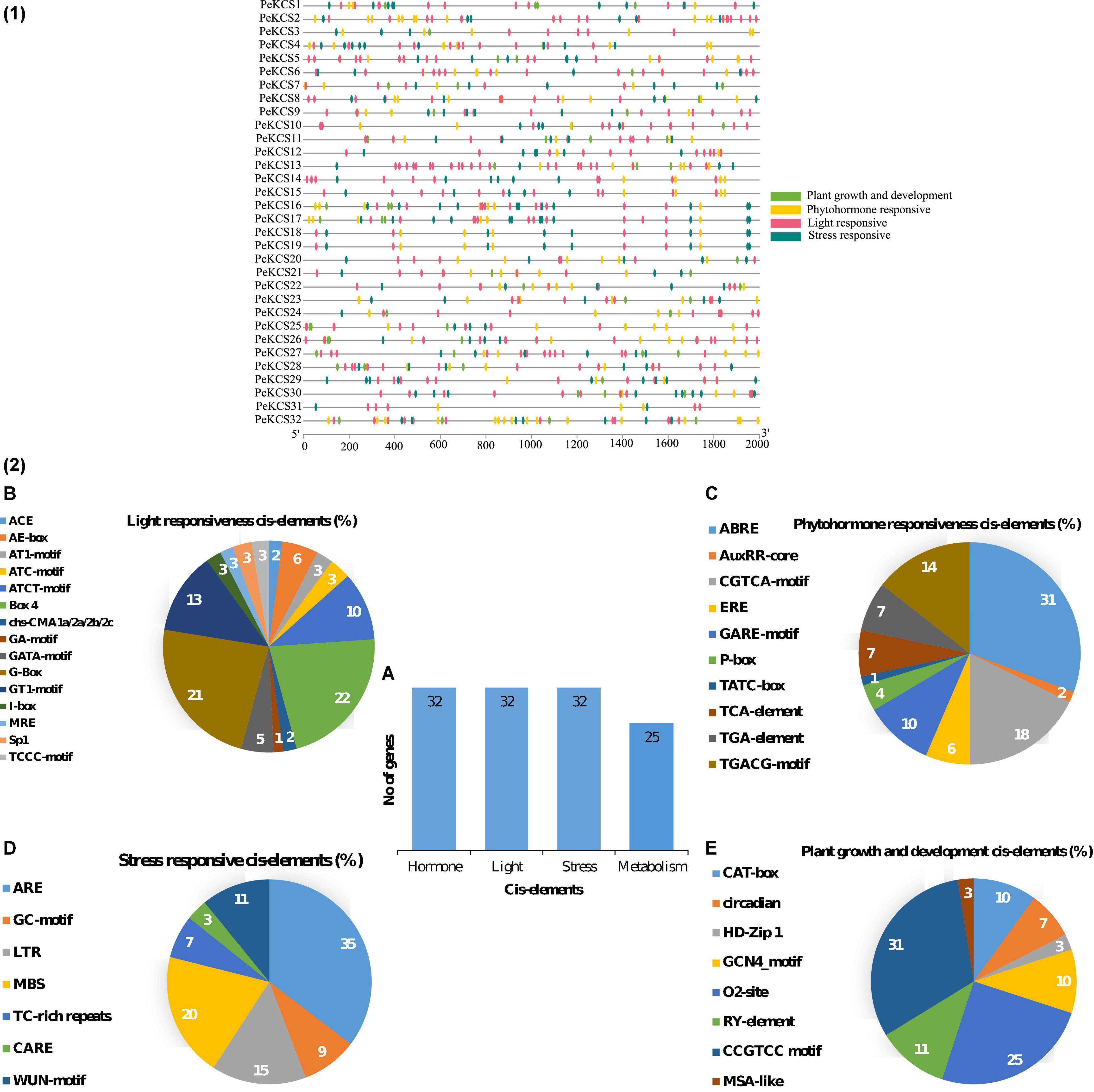 Frontiers | Genome-Wide Identification and Expression Profiling of