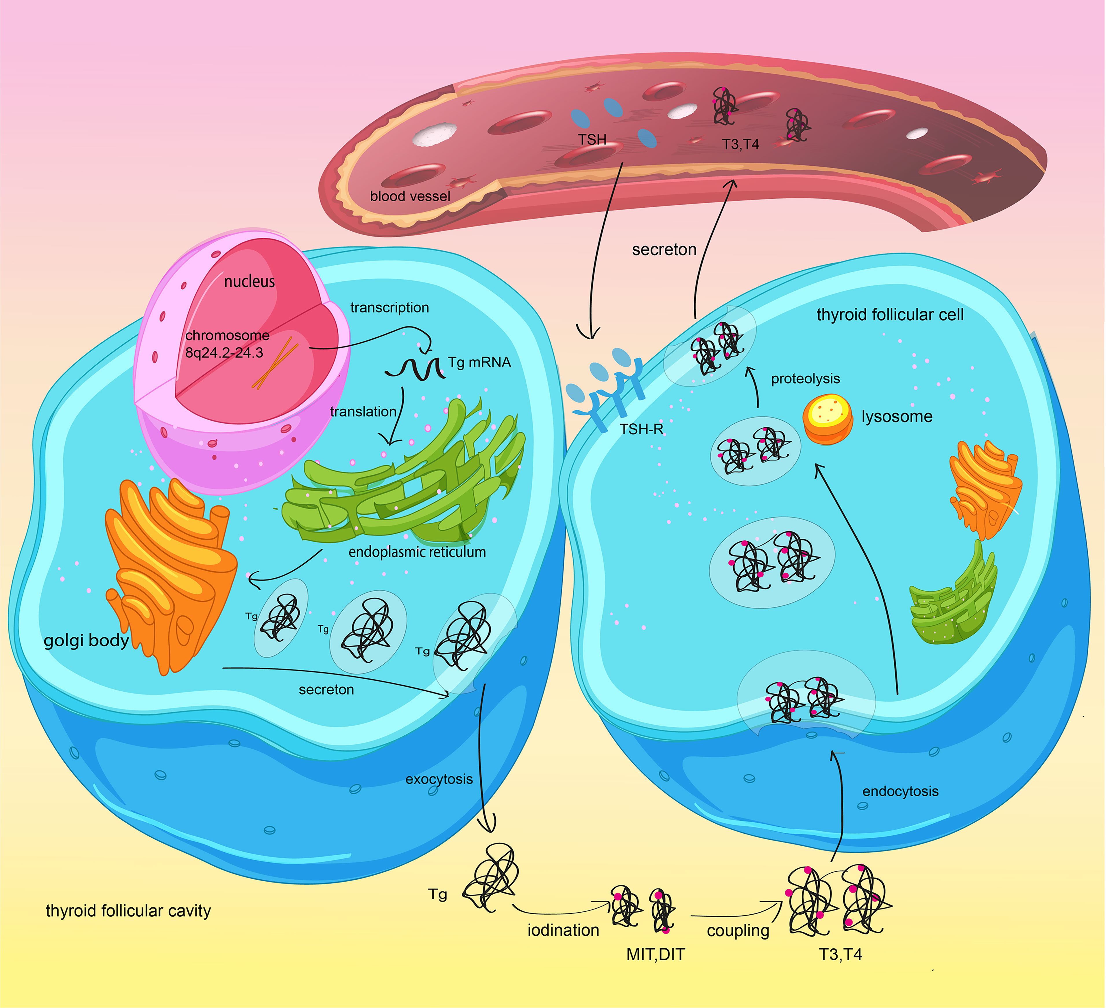 Frontiers The Role Of Thyroglobulin In Preoperative And Postoperative 