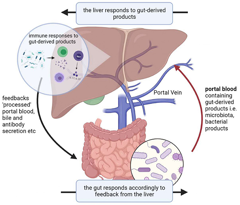 Frontiers | Predictive and Prognostic Roles of Gut Microbial 