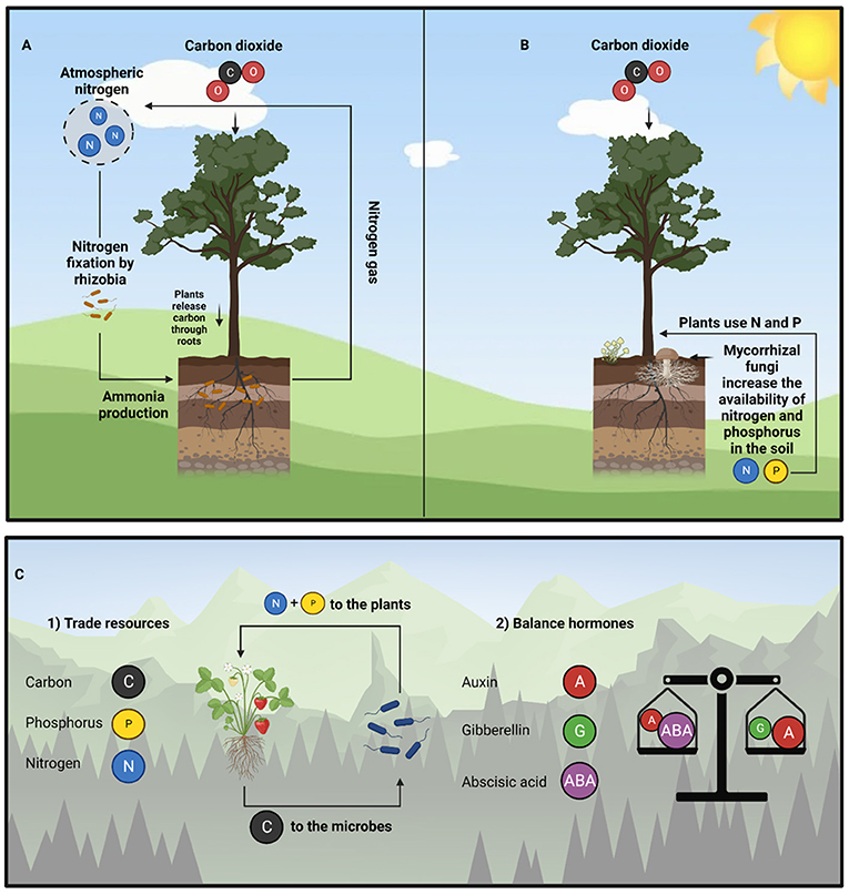 图2 -常见的细菌和真菌与植物的方法。