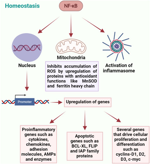 Konvention Simuler annoncere Frontiers | NF-κB Regulation by Gut Microbiota Decides Homeostasis or  Disease Outcome During Ageing
