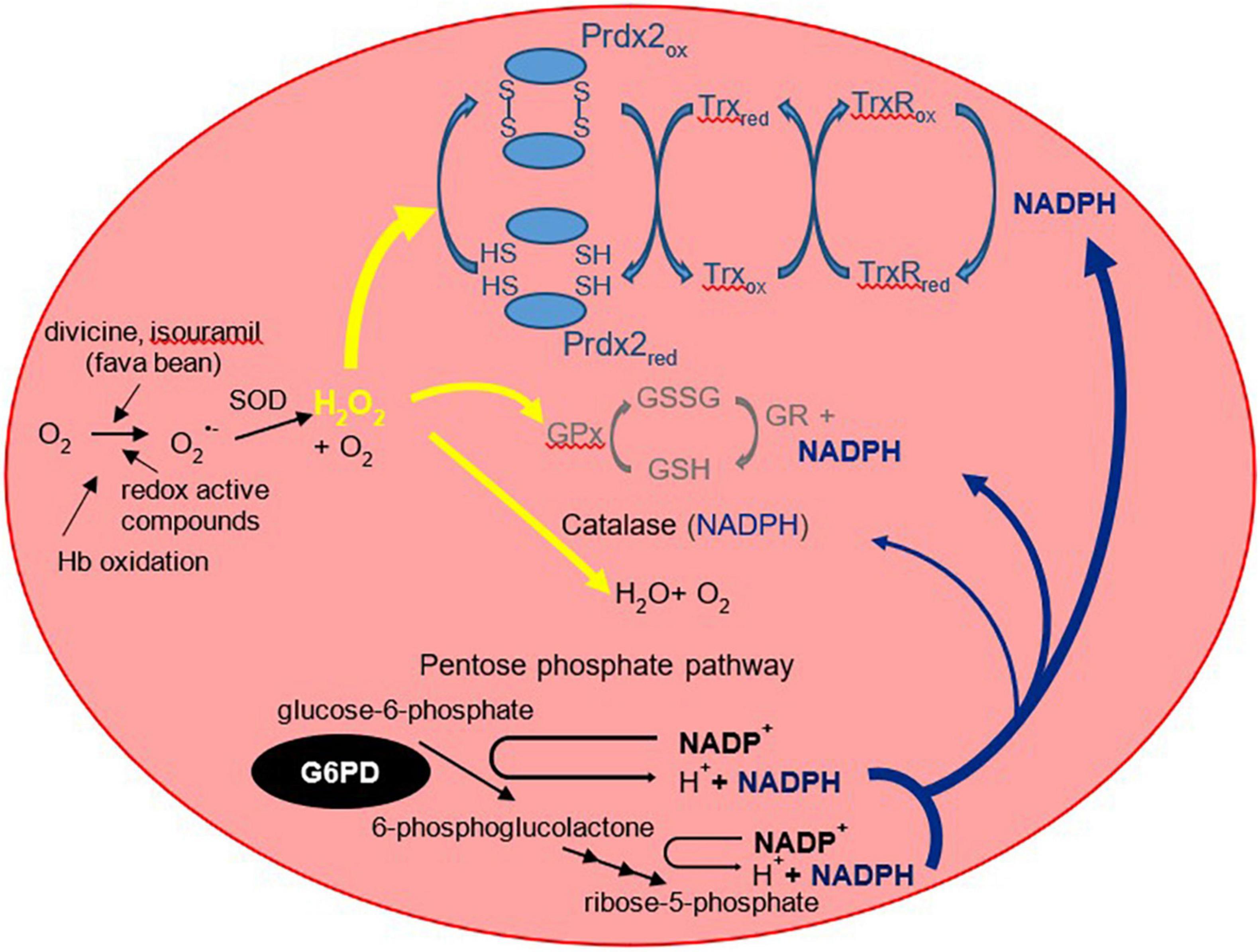 Frontiers Glucose 6 Phosphate Dehydrogenase Deficiency And Neonatal 