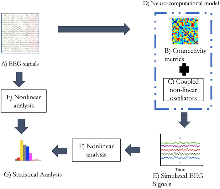 Frontiers | Functional Connectivity and Complexity in the 