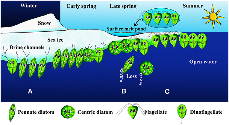 图3 -盐度的变化在季节忙不同类型的海冰藻类的生长。