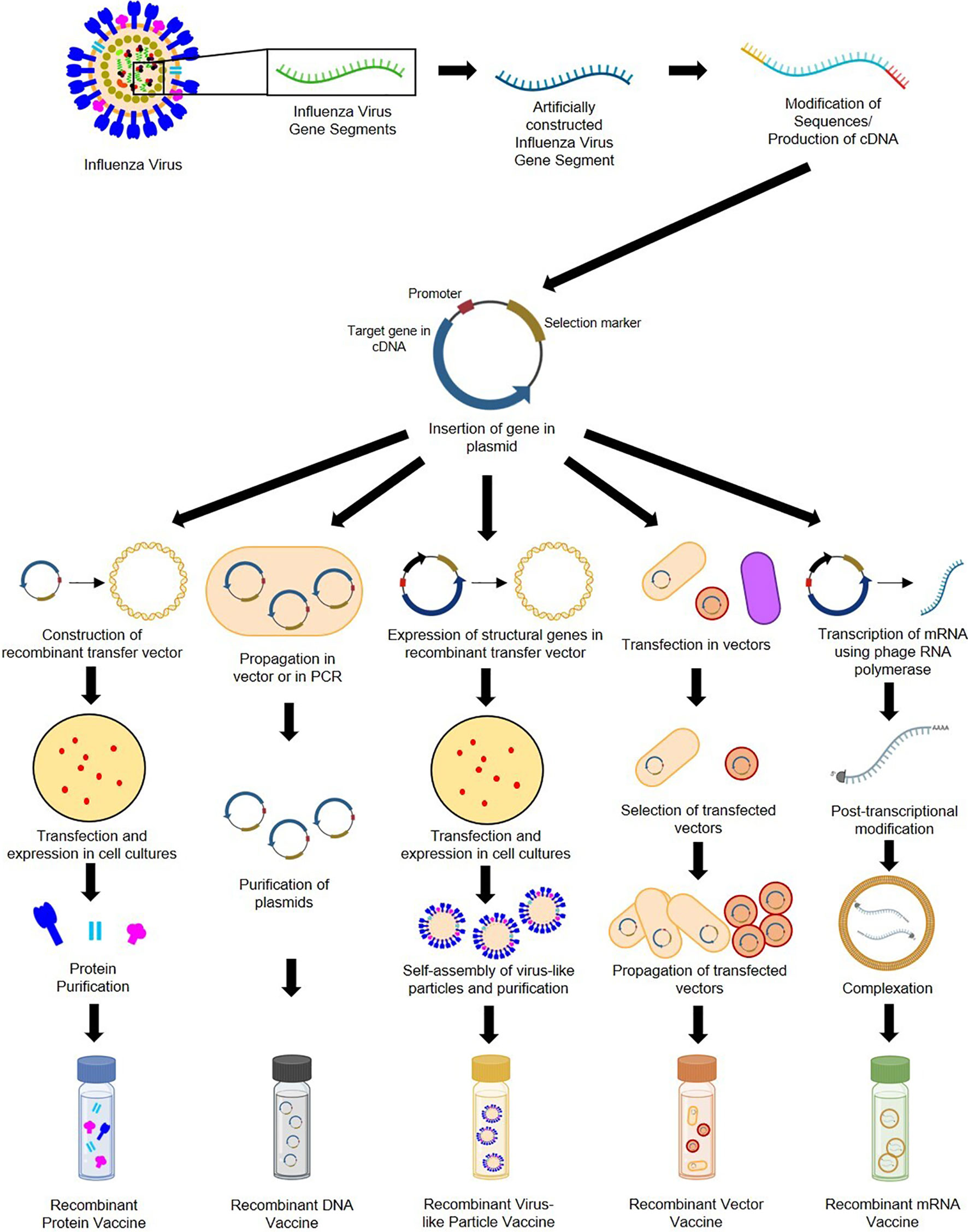 Frontiers Recent Progress In Recombinant Influenza Vaccine 