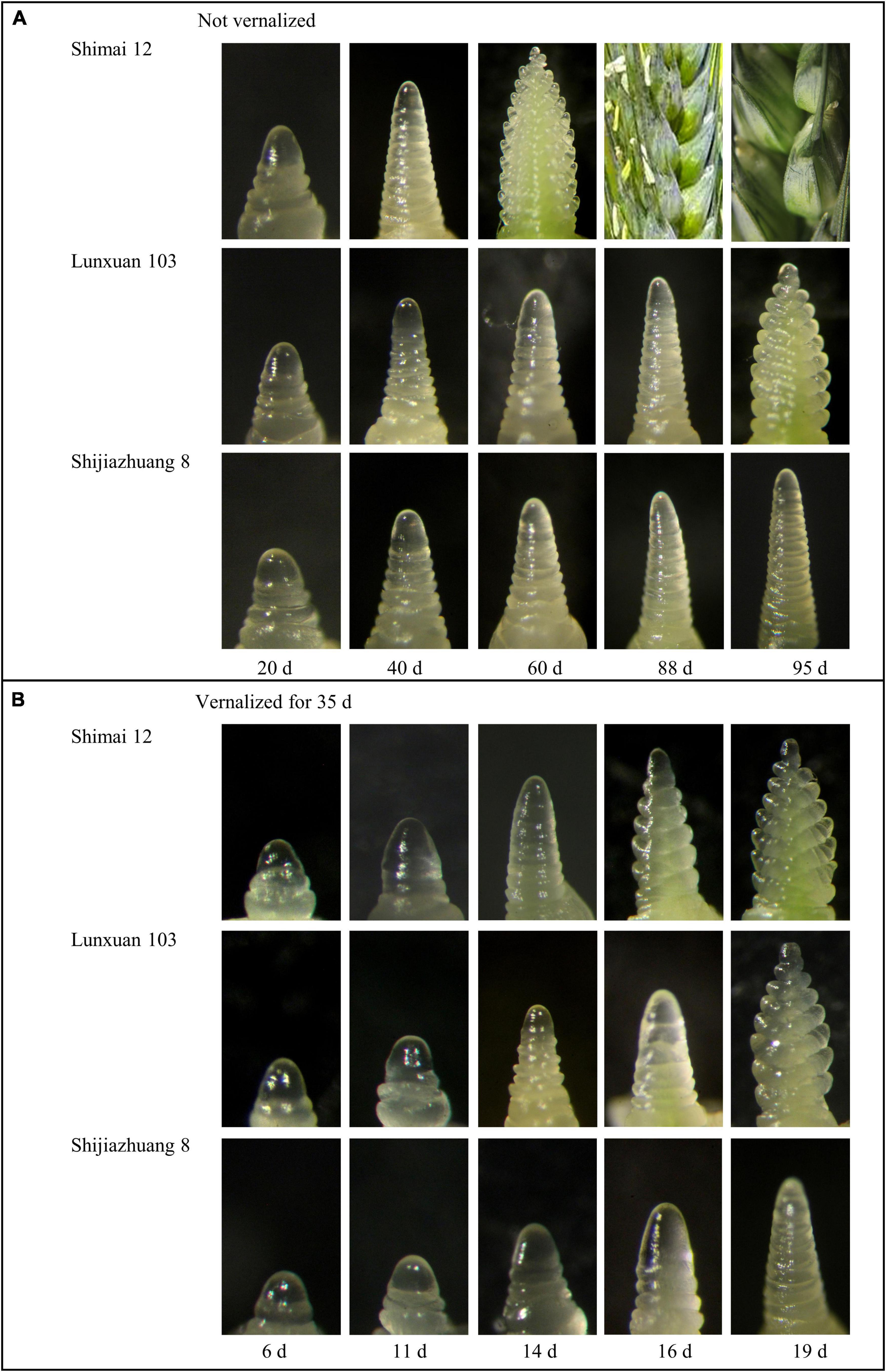 Frontiers  Association of the Recessive Allele vrn-D1 With Winter