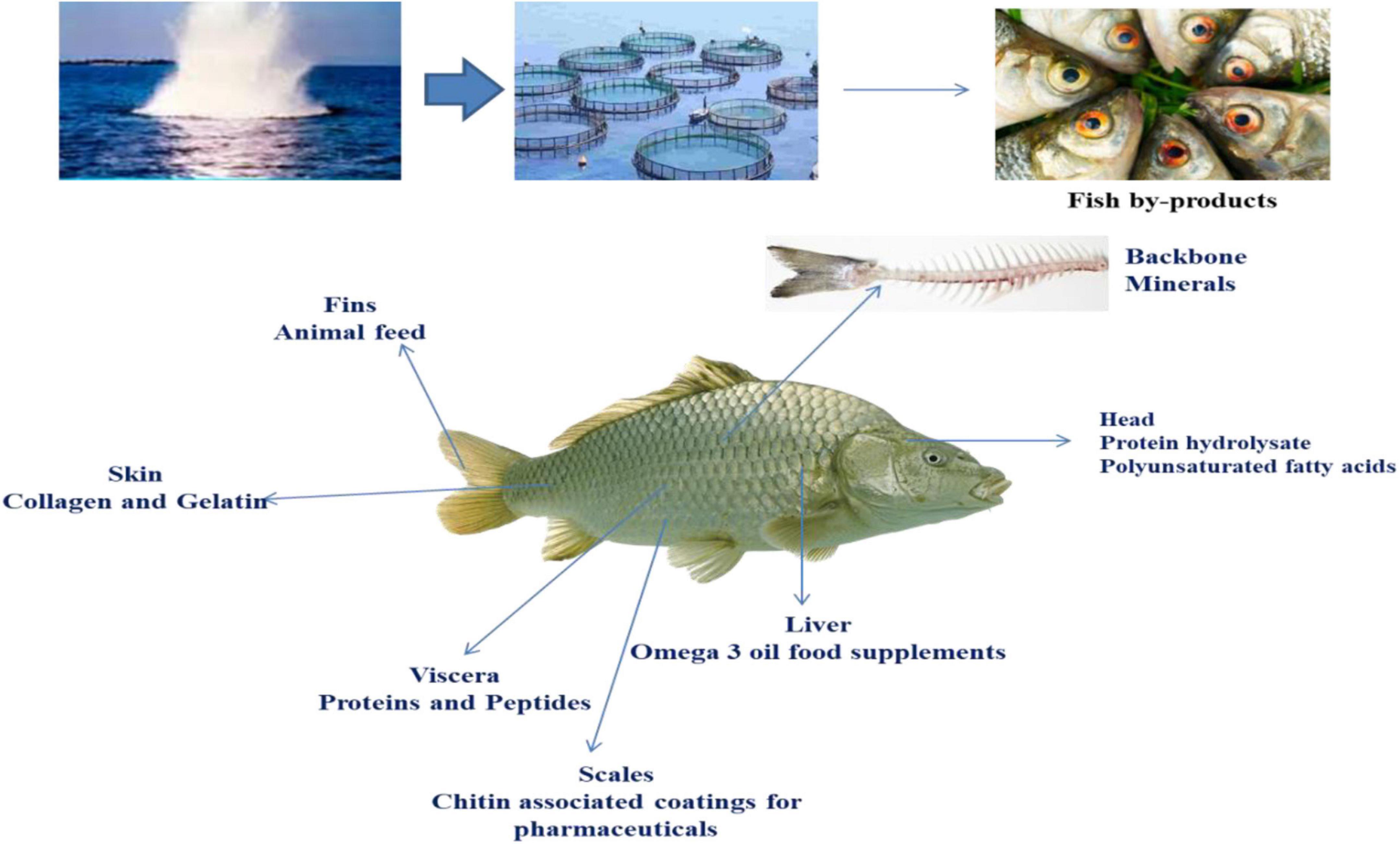 radiation mutation fish