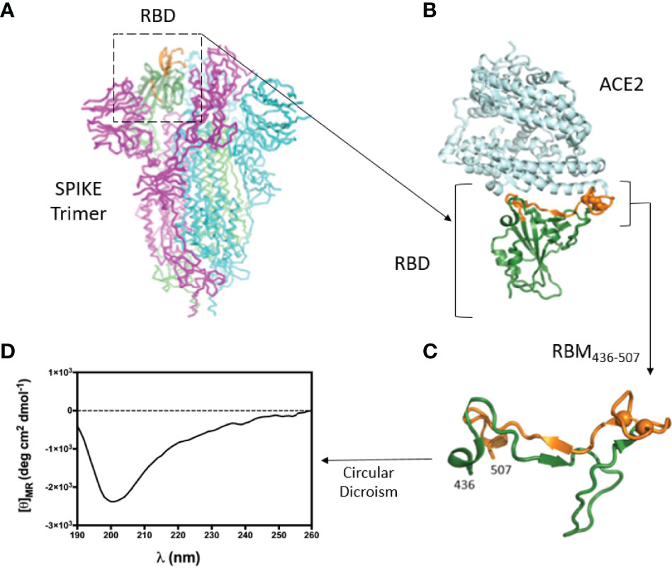 Cryo-EM reveals ligand binding in the SARS-CoV-2 spike protein and the  human CDK-activating kinase - Bitesize Bio