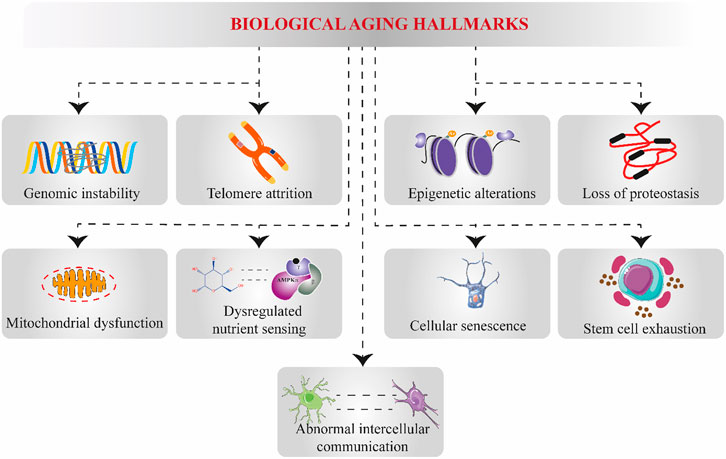 Frontiers Dietary Supplements And Natural Products An Update On Their Clinical Effectiveness And Molecular Mechanisms Of Action During Accelerated Biological Aging