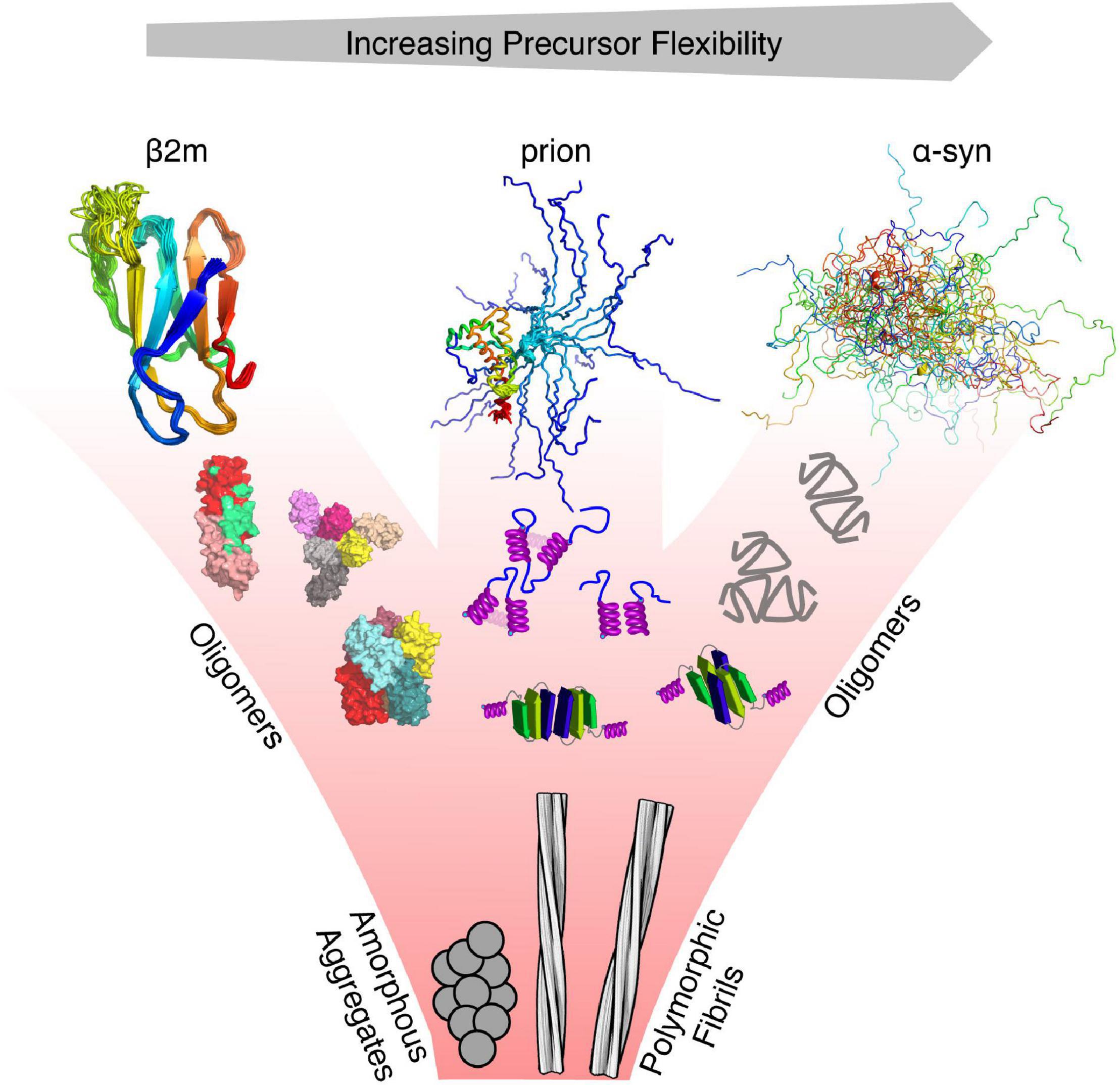 Frontiers  General Principles Underpinning Amyloid Structure