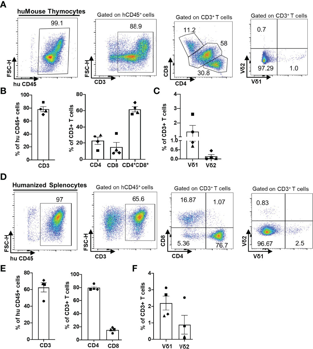 Frontiers | The BLT Humanized Mouse Model as a Tool for Studying