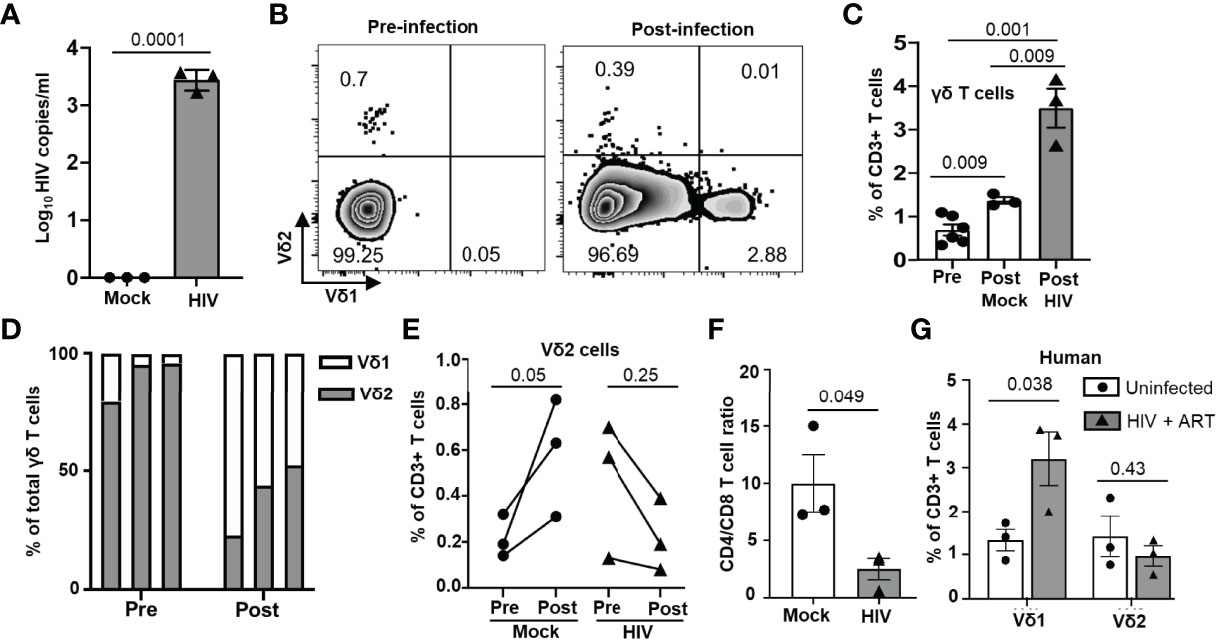 Frontiers | The BLT Humanized Mouse Model as a Tool for Studying