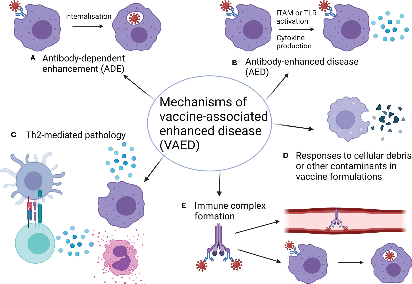 Frontiers Vaccine Associated Enhanced Disease And Pathogenic Human 