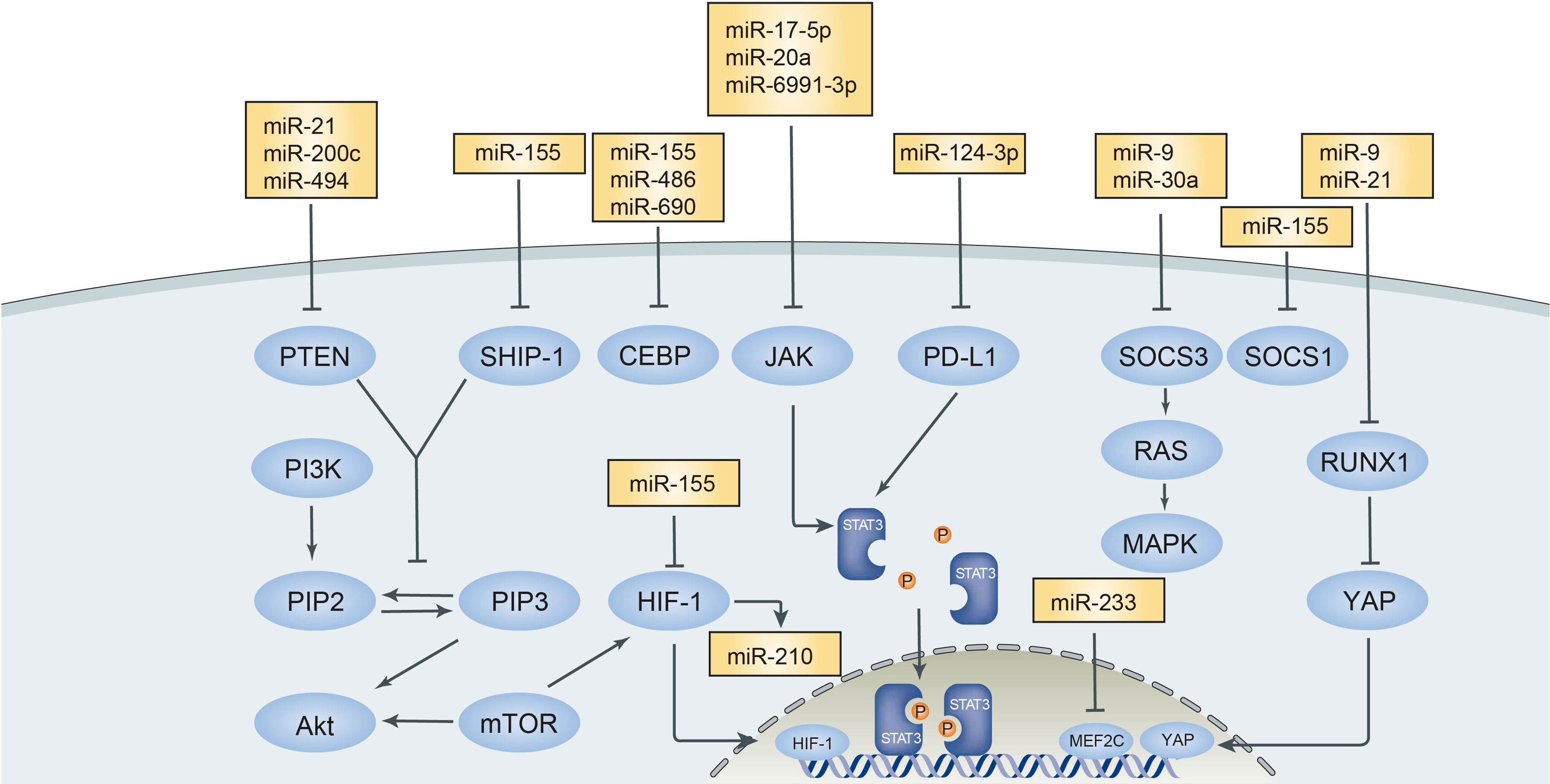 Frontiers | Interaction Between microRNAs and Myeloid-Derived 