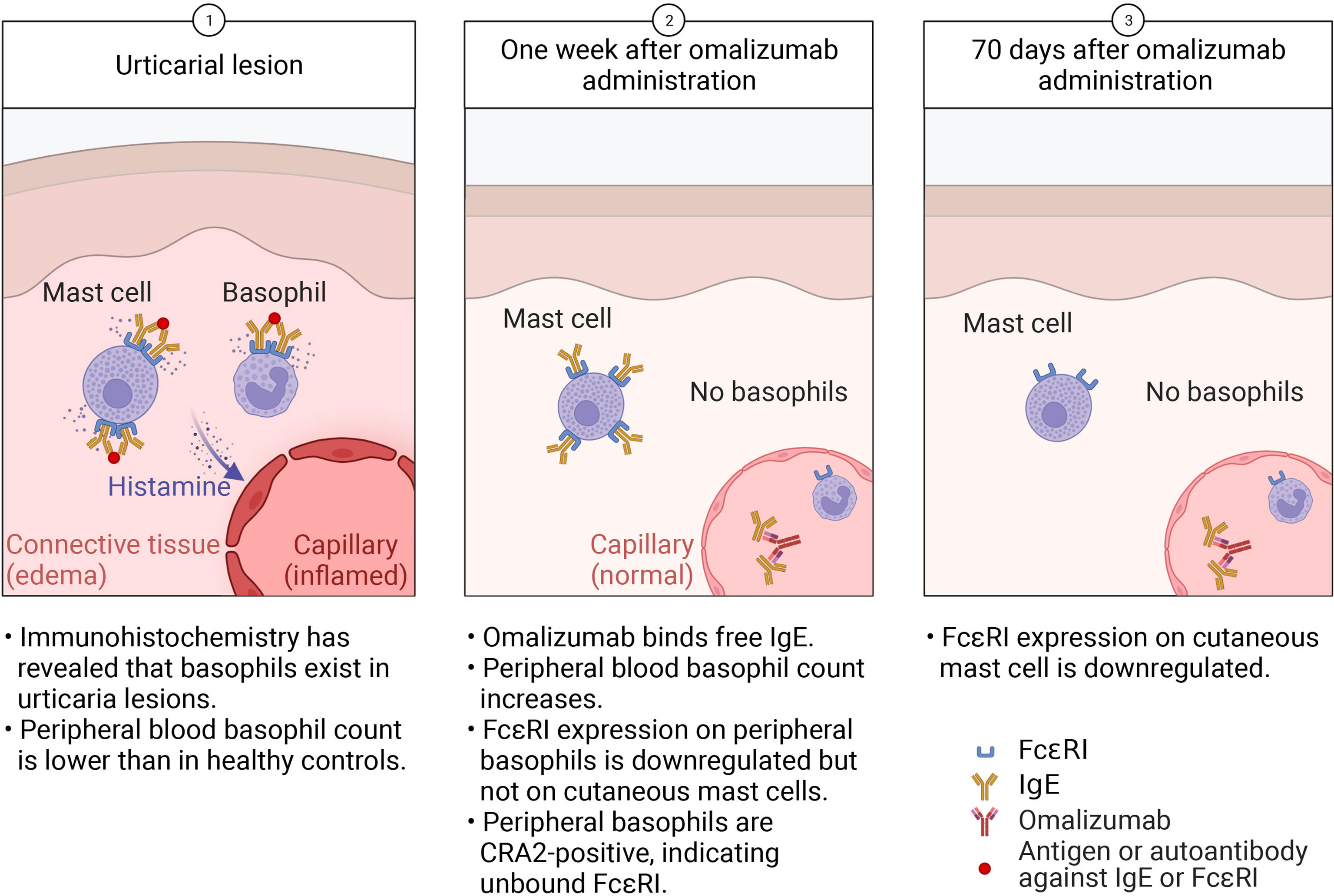 Frontiers The Potential Role Of Basophils In Urticaria