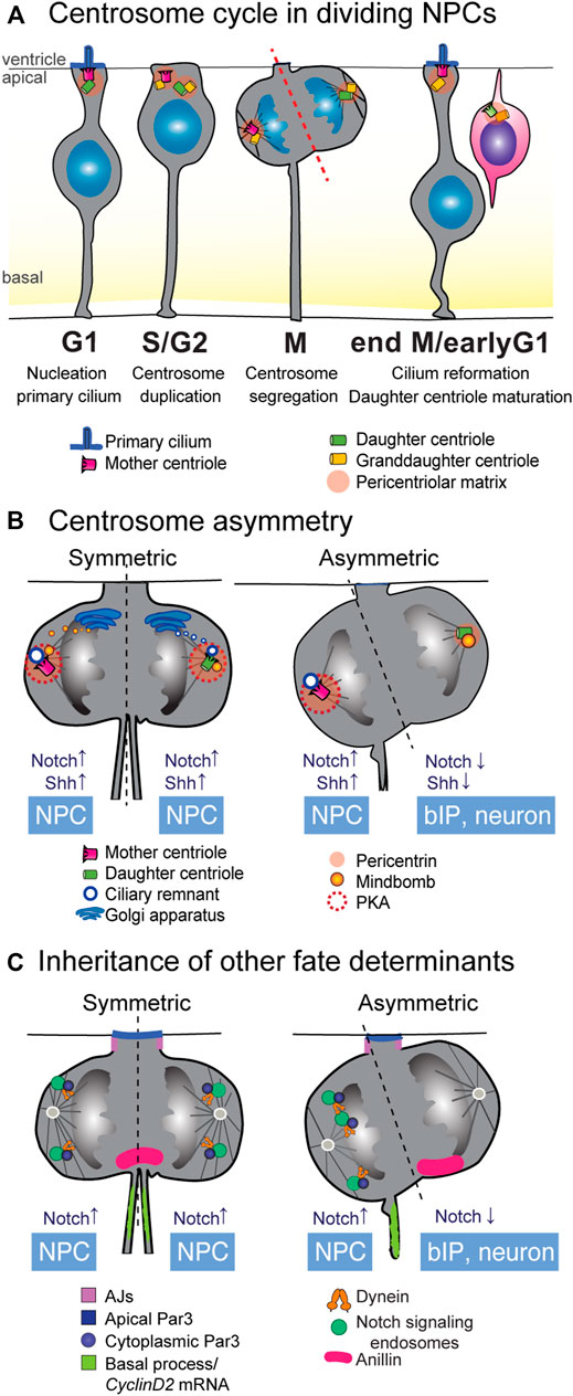 New theory explains how critical periods are triggered during development  of the nervous system